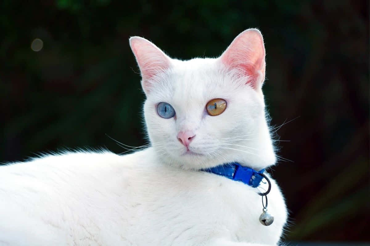 White Cat, heterochromia, blue collar, SD Desktop Wallpaper
