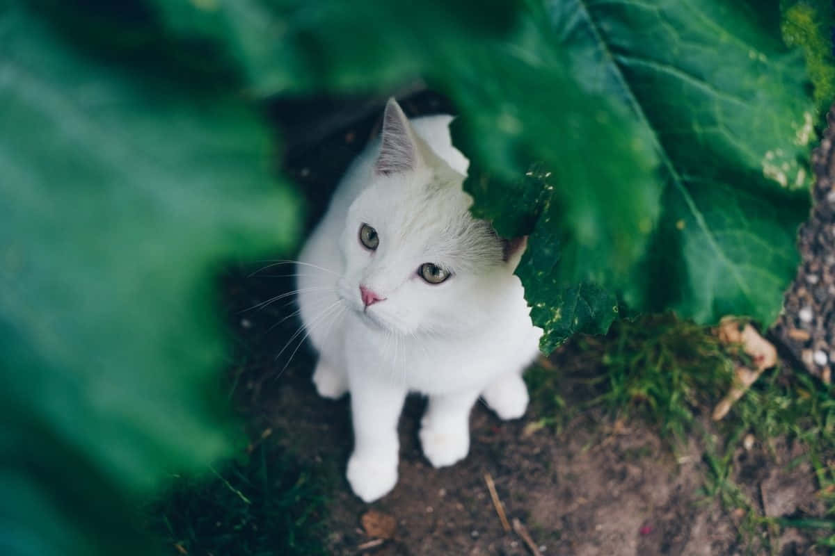 White Cat, green eyes, large green leaves, SD Desktop Wallpaper