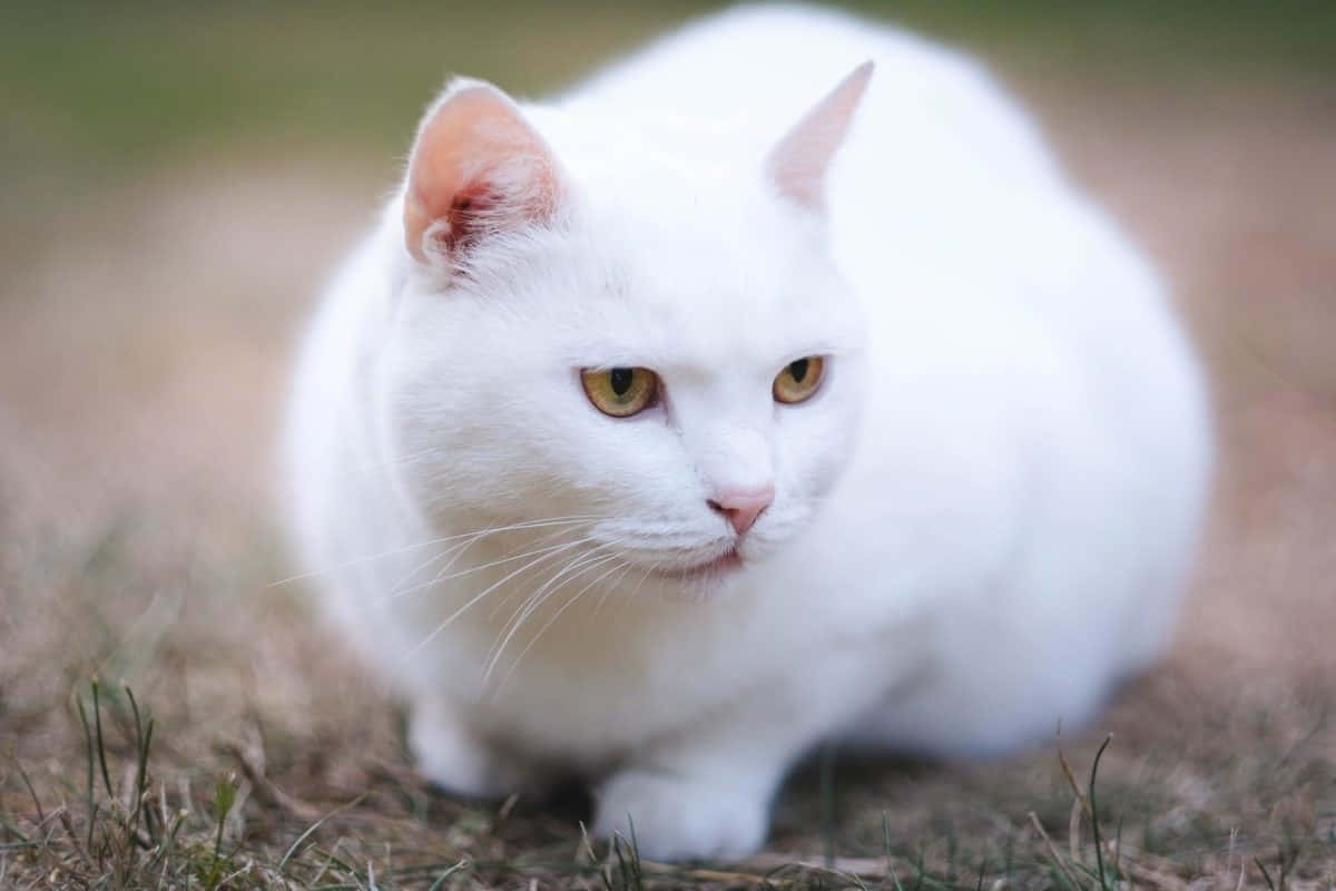 White Cat, amber eyes, dry grass, SD Desktop Wallpaper
