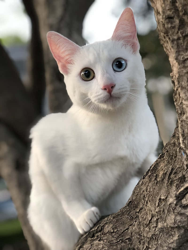 white cat, one blue and one green eye, tree branch, SD Phone Wallpaper