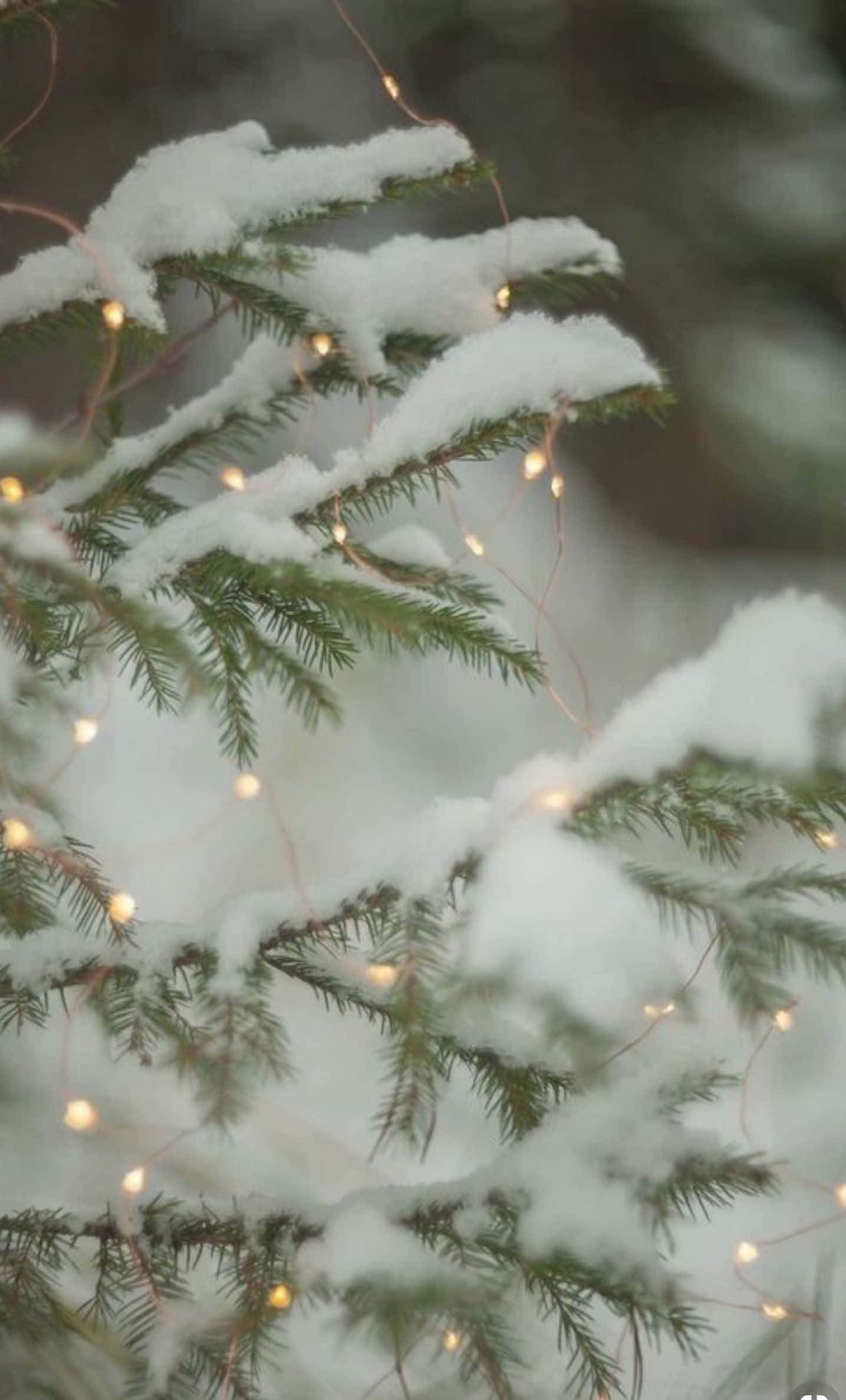snowy pine branches, twinkling lights, evergreen branches, Full HD Phone Wallpaper