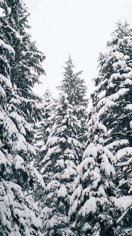 snowy pine forest, winter forest, snow-laden evergreen trees, SD Phone Wallpaper