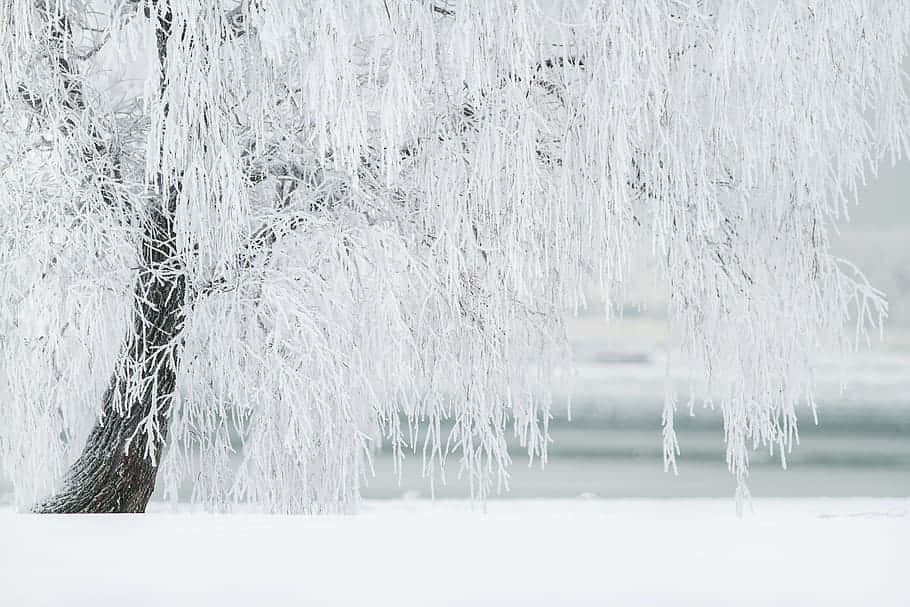 frosted tree, delicate ice crystals, snowy landscape, SD Desktop Wallpaper