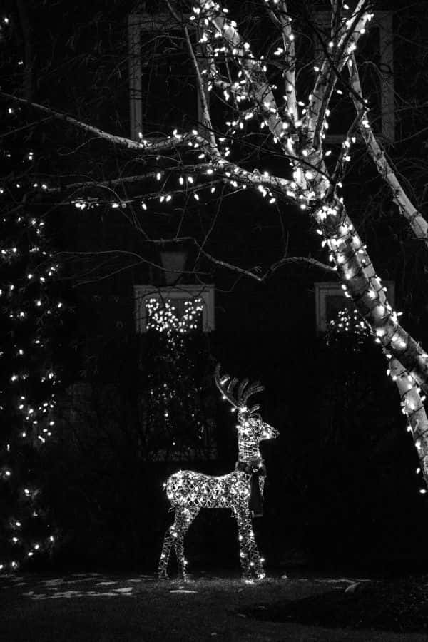 twinkling reindeer decoration, glowing lighted reindeer statue, tree wrapped in twinkling string lights, SD Phone Wallpaper