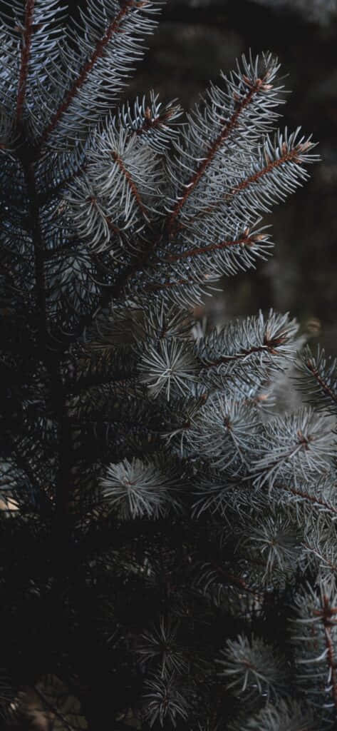 frosted pine branches, pine needles, dark brown stems, SD Phone Wallpaper
