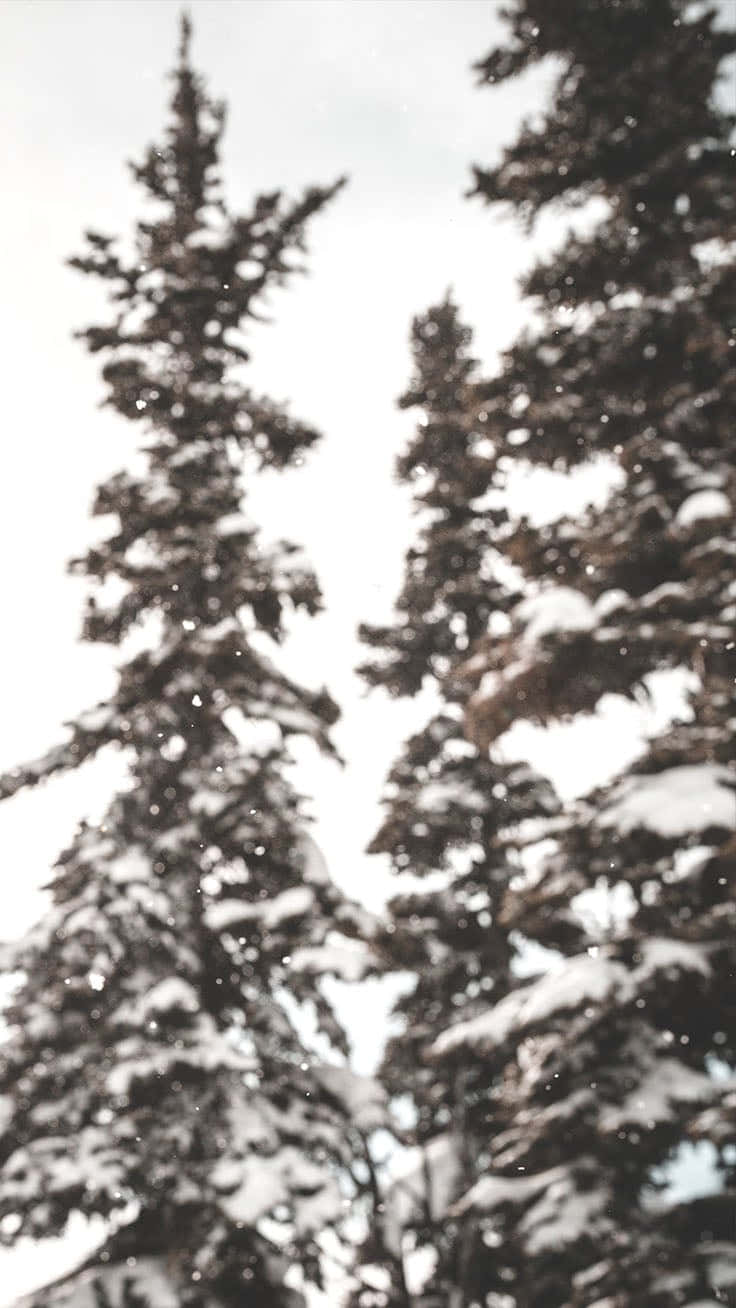 White Christmas iPhone, snow, evergreen trees, HD Phone Wallpaper