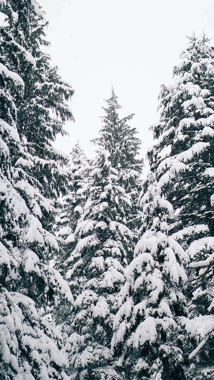 White Christmas iPhone, snow-laden evergreen trees, pale winter sky, HD Phone Wallpaper