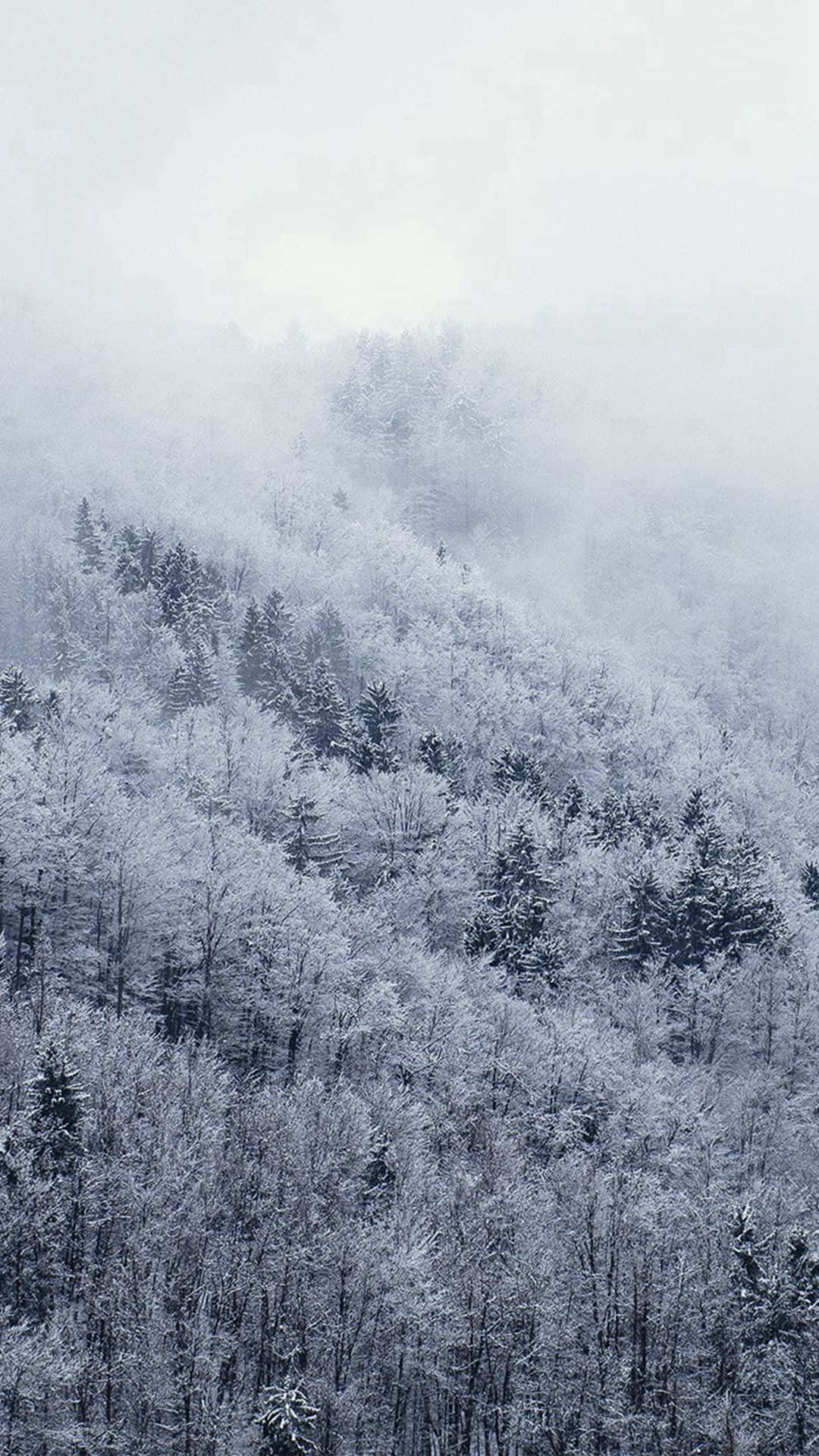 White Christmas Trees, iPhone, winter forest, Full HD Phone Wallpaper