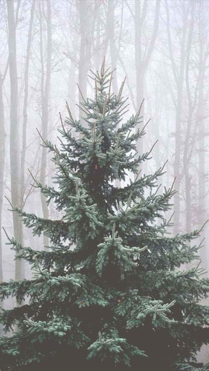 White Christmas iPhone, evergreen tree, winter forest, HD Phone Wallpaper