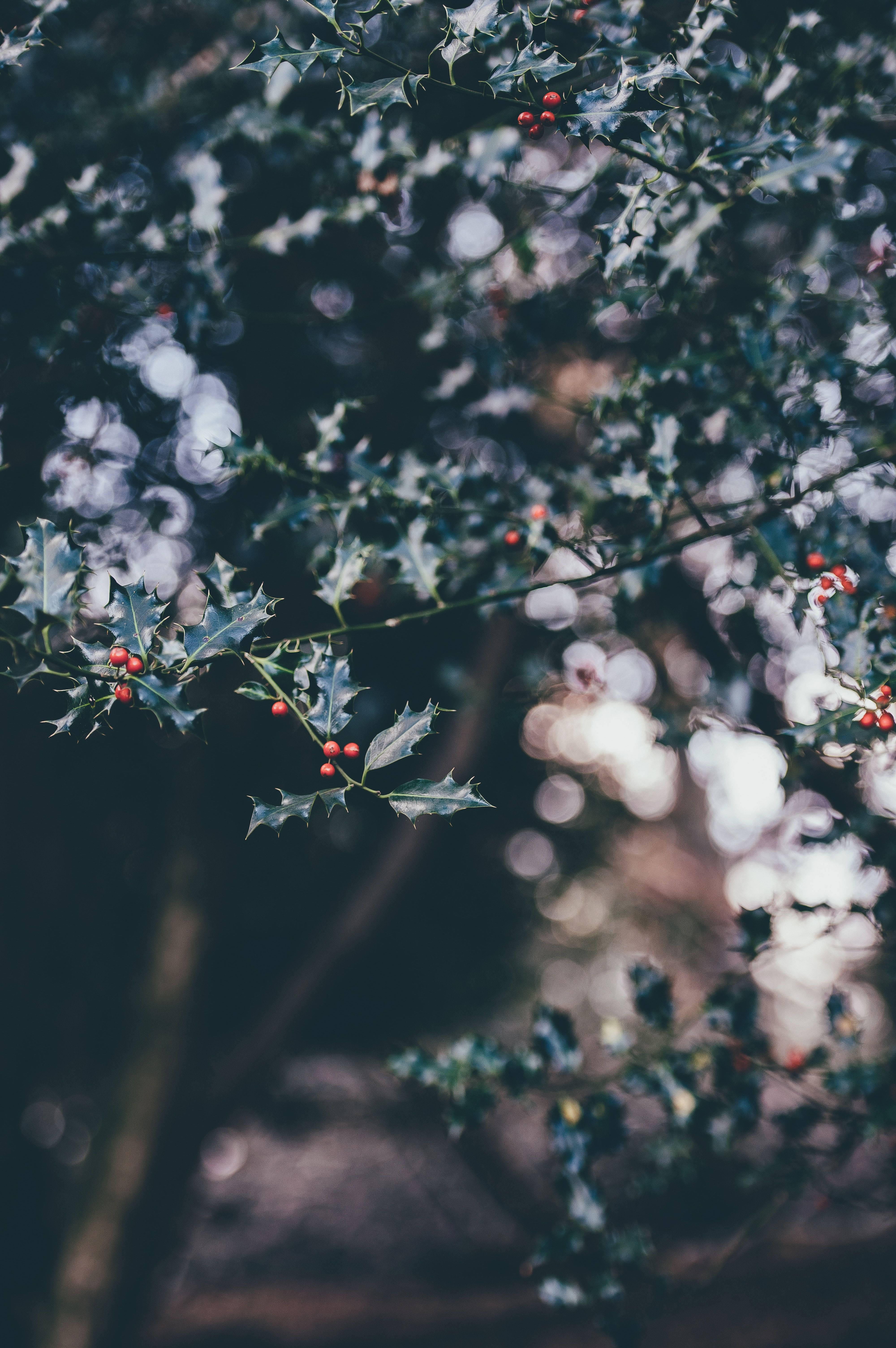 holly tree branch, red berries, spiky leaves, 5K Phone Wallpaper