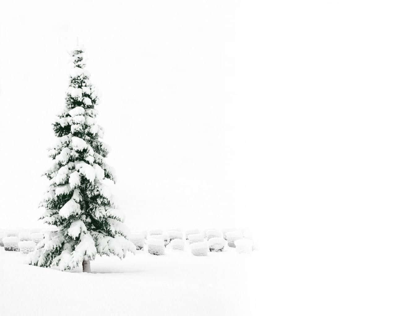 Minimalist Tree, Snow White Christmas, evergreen tree, HD Desktop Wallpaper