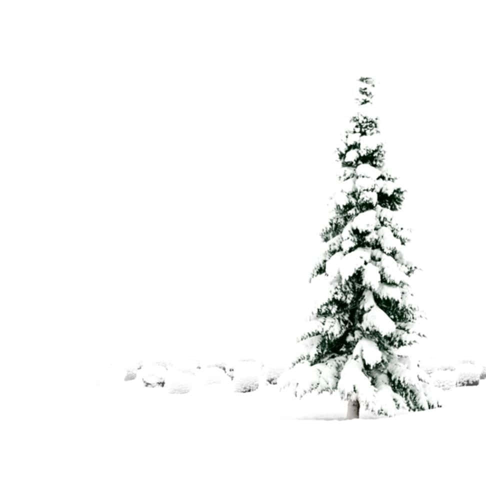 Snow White Christmas Green Tree, evergreen tree, white winter landscape, SD Desktop Wallpaper