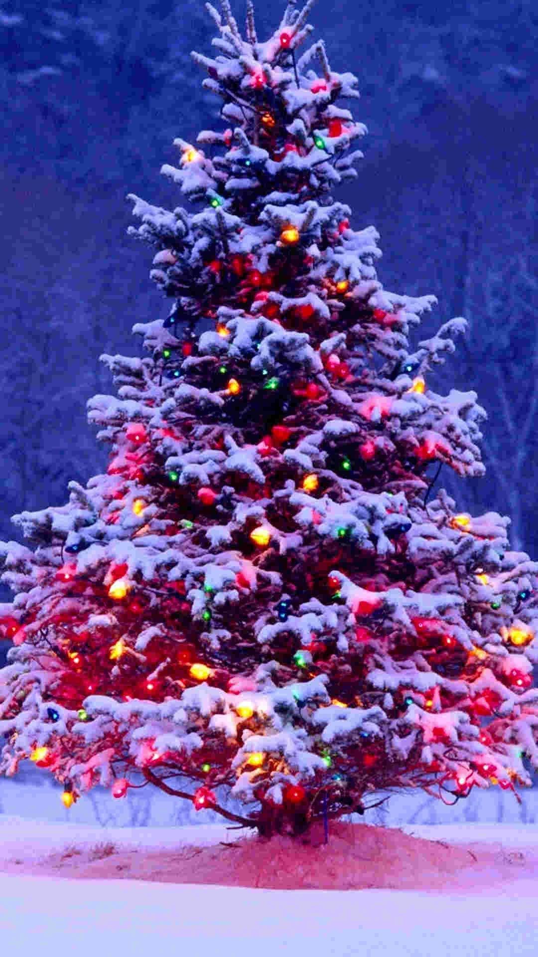 Christmas Lights iPhone, snow-covered evergreen tree, colorful lights, Full HD Phone Wallpaper