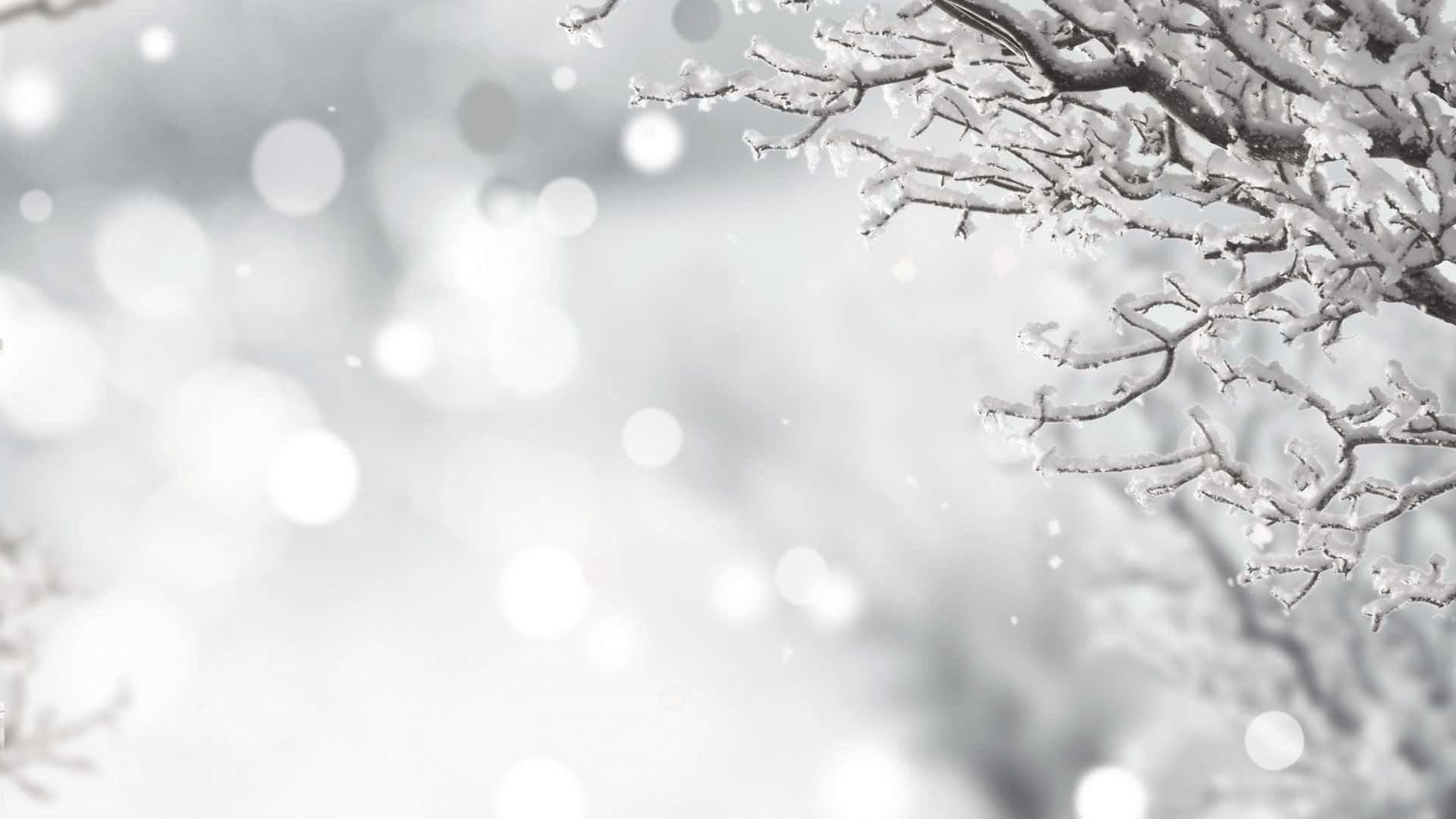 White christmas, snow-laden tree branches, soft bokeh winter scene, Full HD Desktop Wallpaper