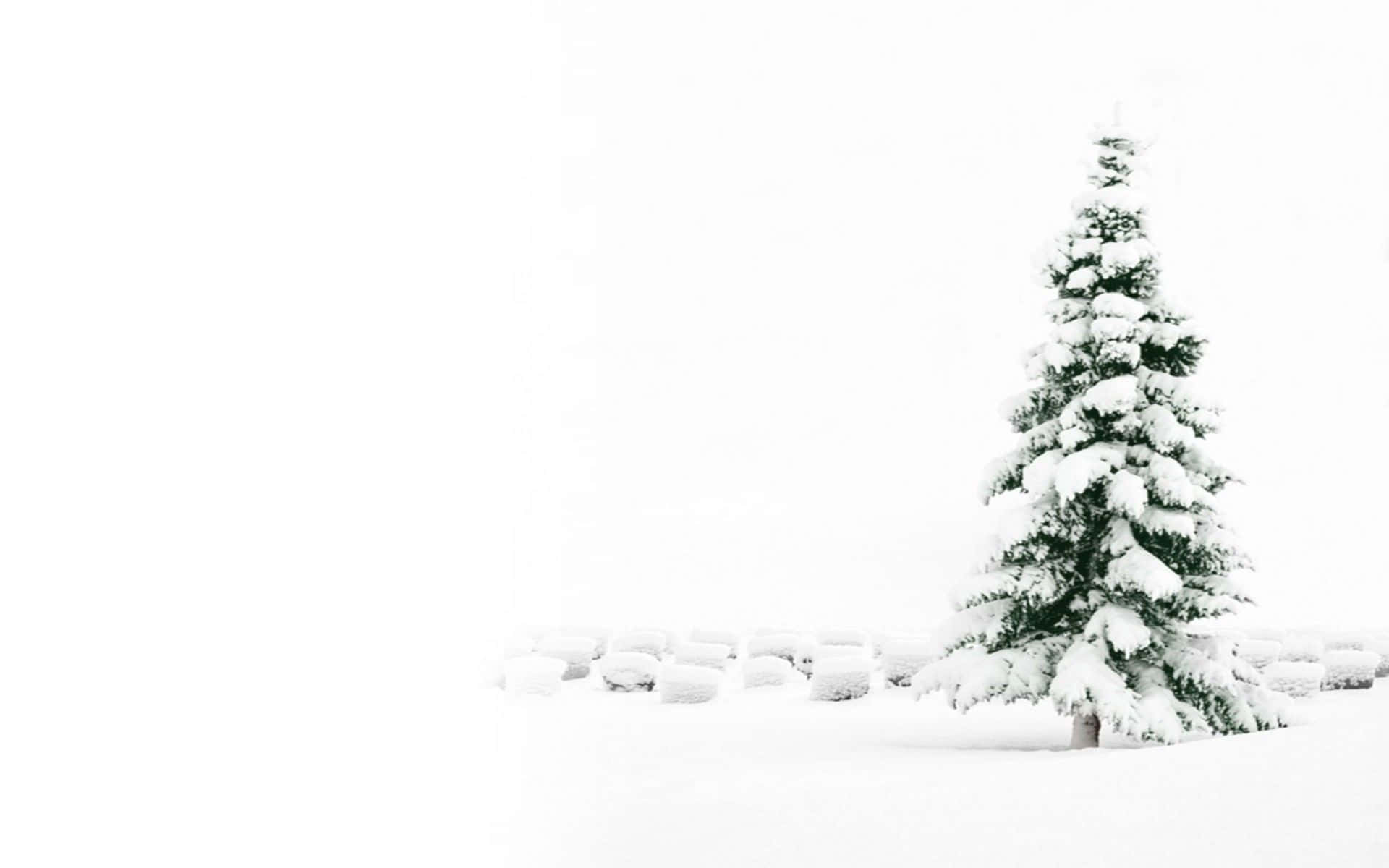 White Christmas Tree, snow-covered evergreen tree, vast white winter landscape, Full HD Desktop Wallpaper