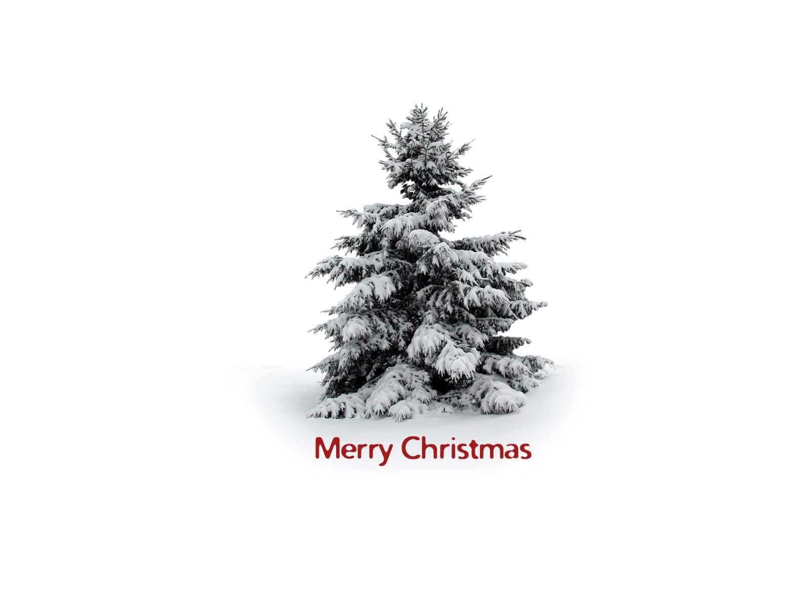 White Christmas, snow-laden evergreen tree, stark white background, HD Desktop Wallpaper