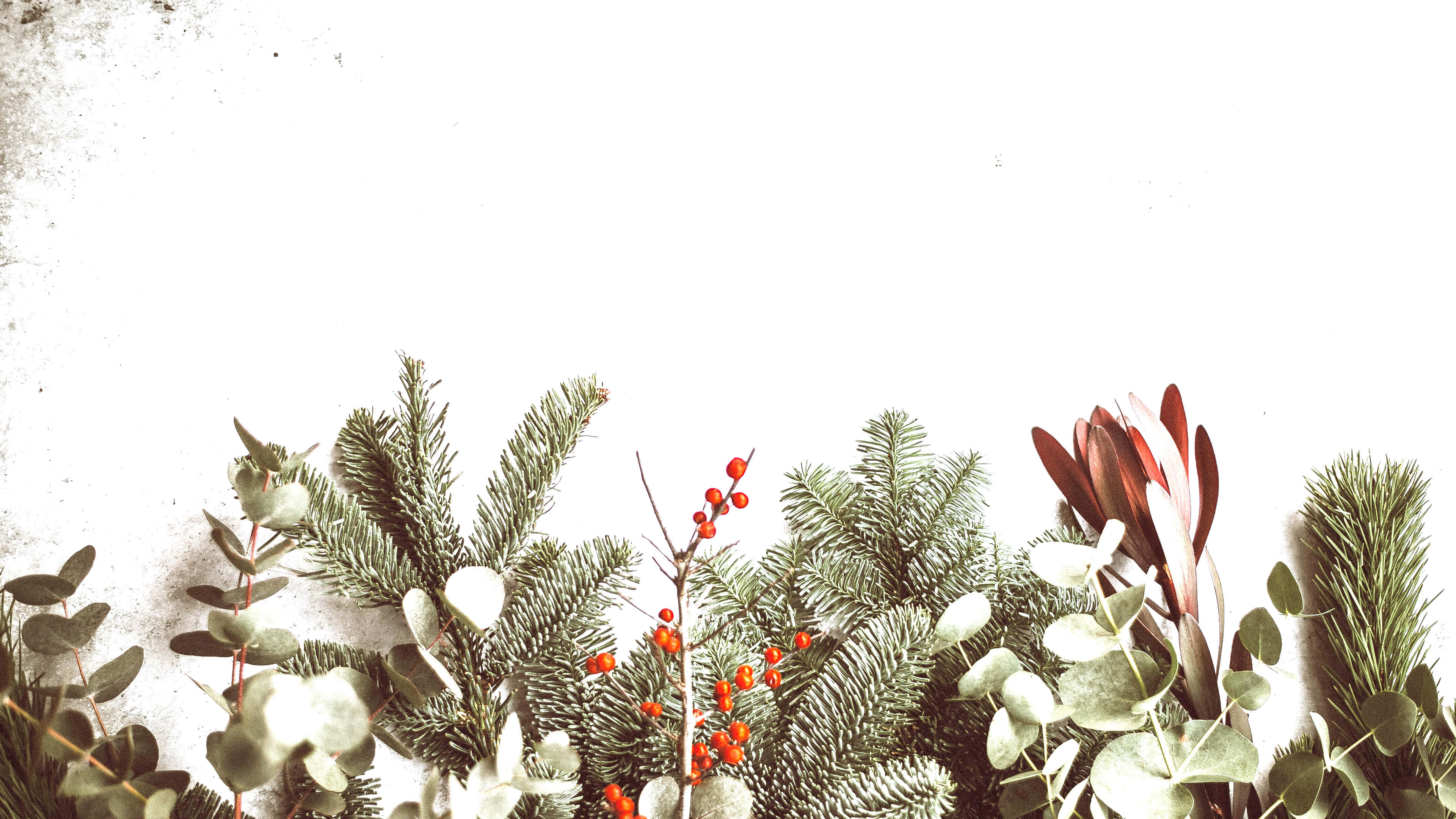 evergreen pine, eucalyptus, red berries, 4K Desktop Wallpaper