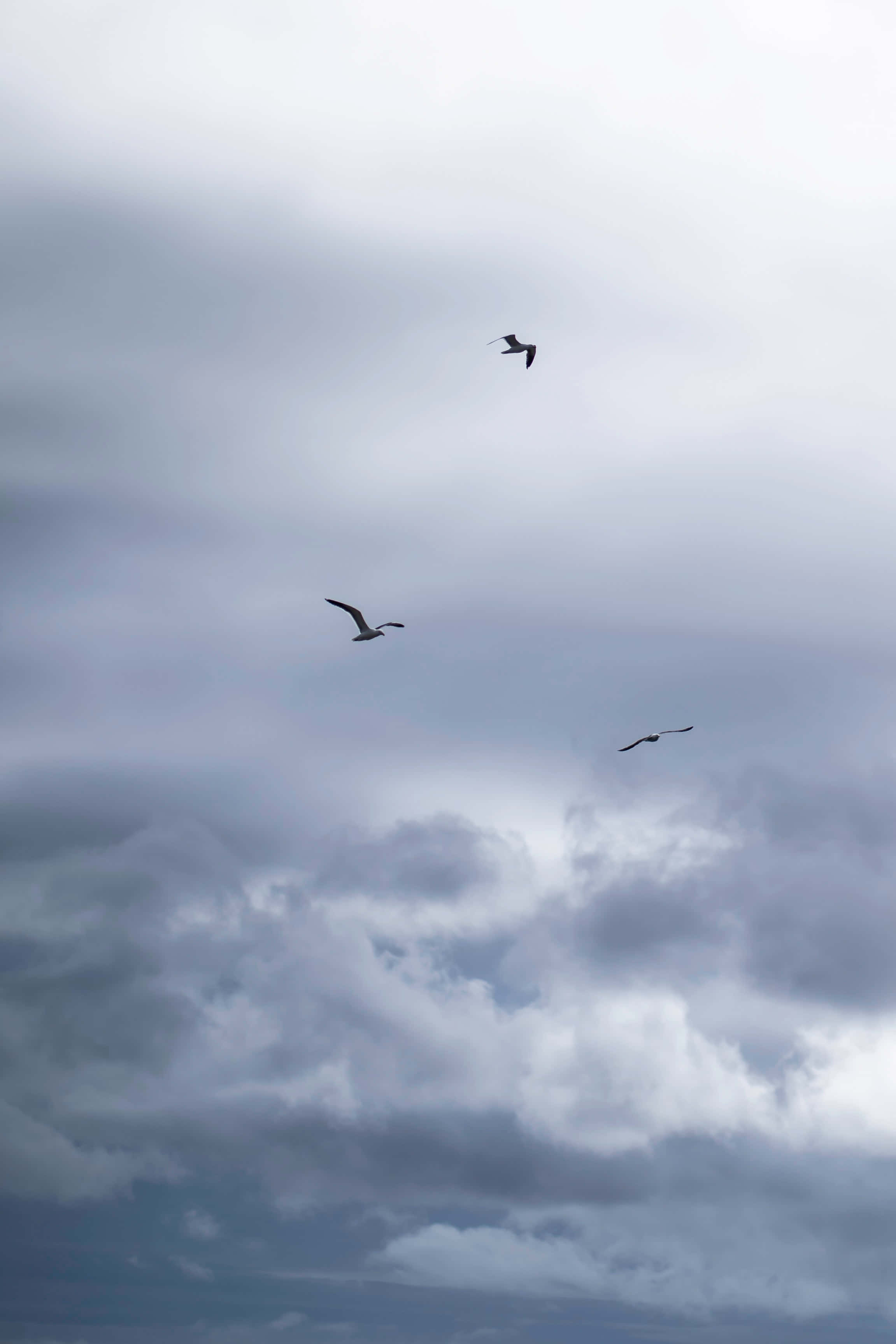 White Clouds, seagulls, blue sky, 2K Phone Wallpaper