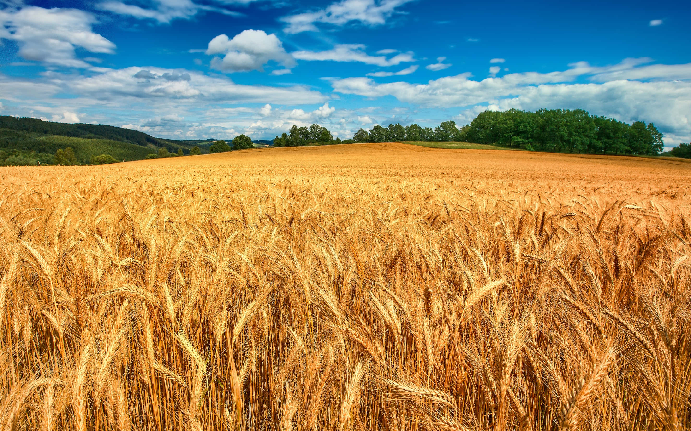 White Clouds, golden wheat stalks, bright blue sky, 2K Desktop Wallpaper