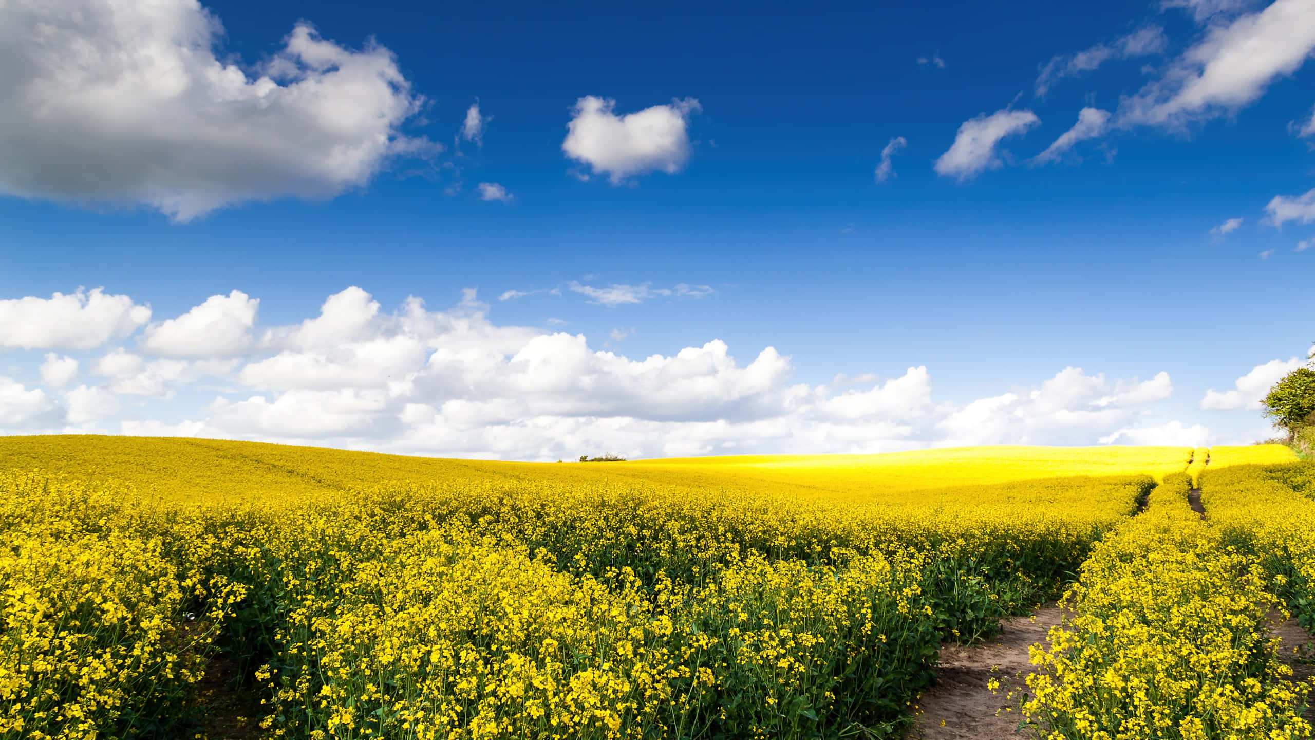 White Clouds, golden canola field, bright blue sky, 2K Desktop Wallpaper