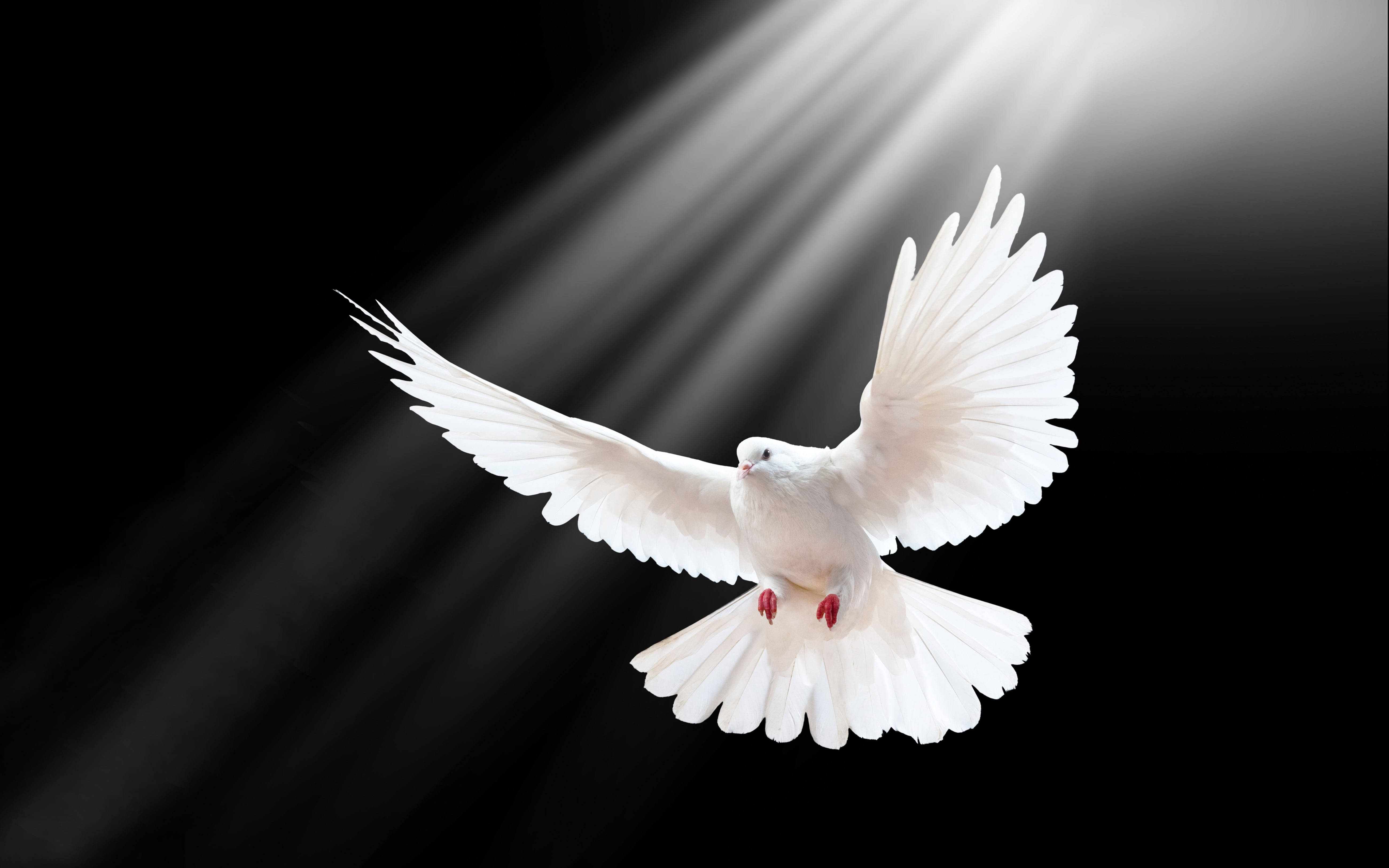 White Dove, wings spread wide, black backdrop, 5K Desktop Wallpaper