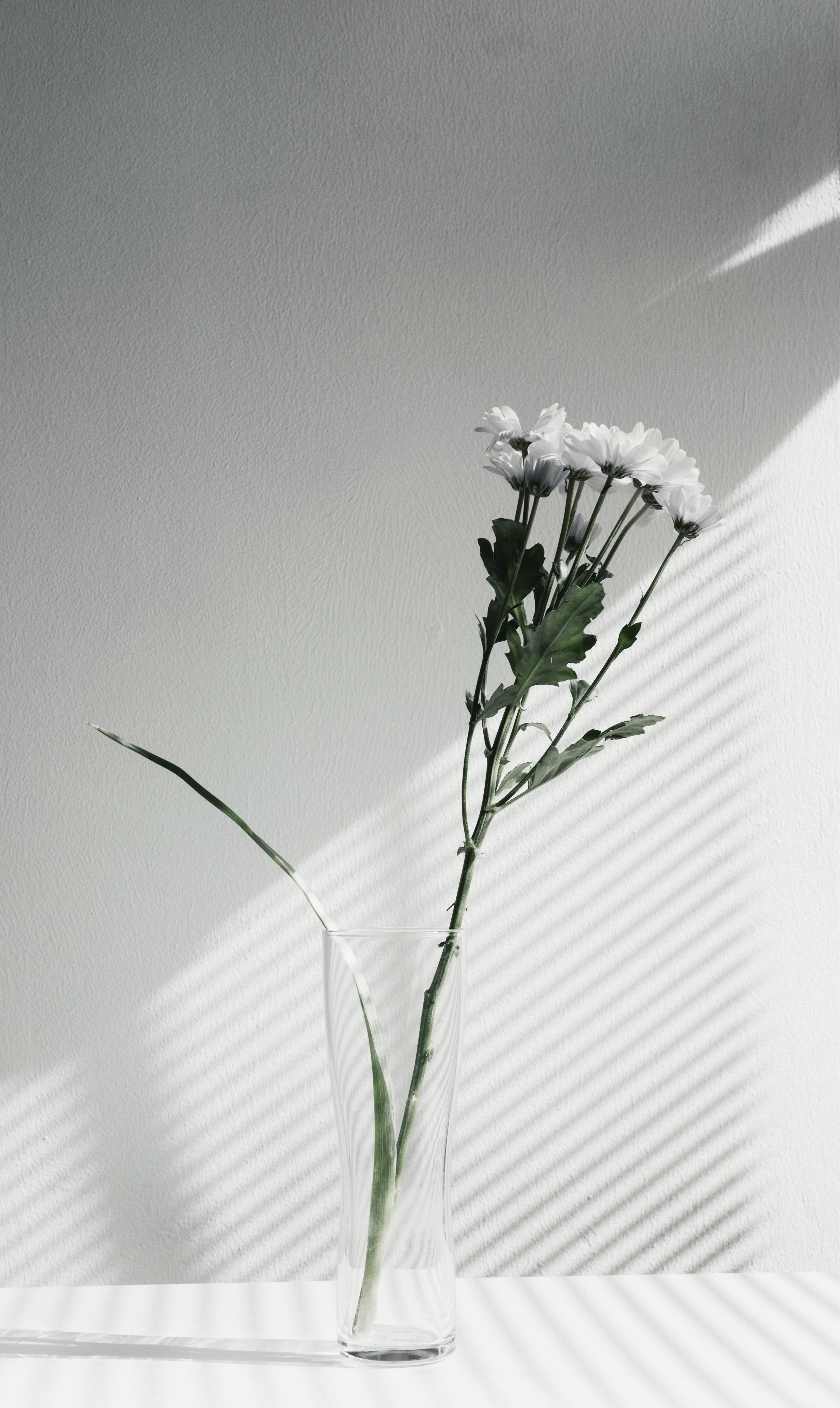 white daisies, clear glass vase, plain wall, 5K Phone Wallpaper