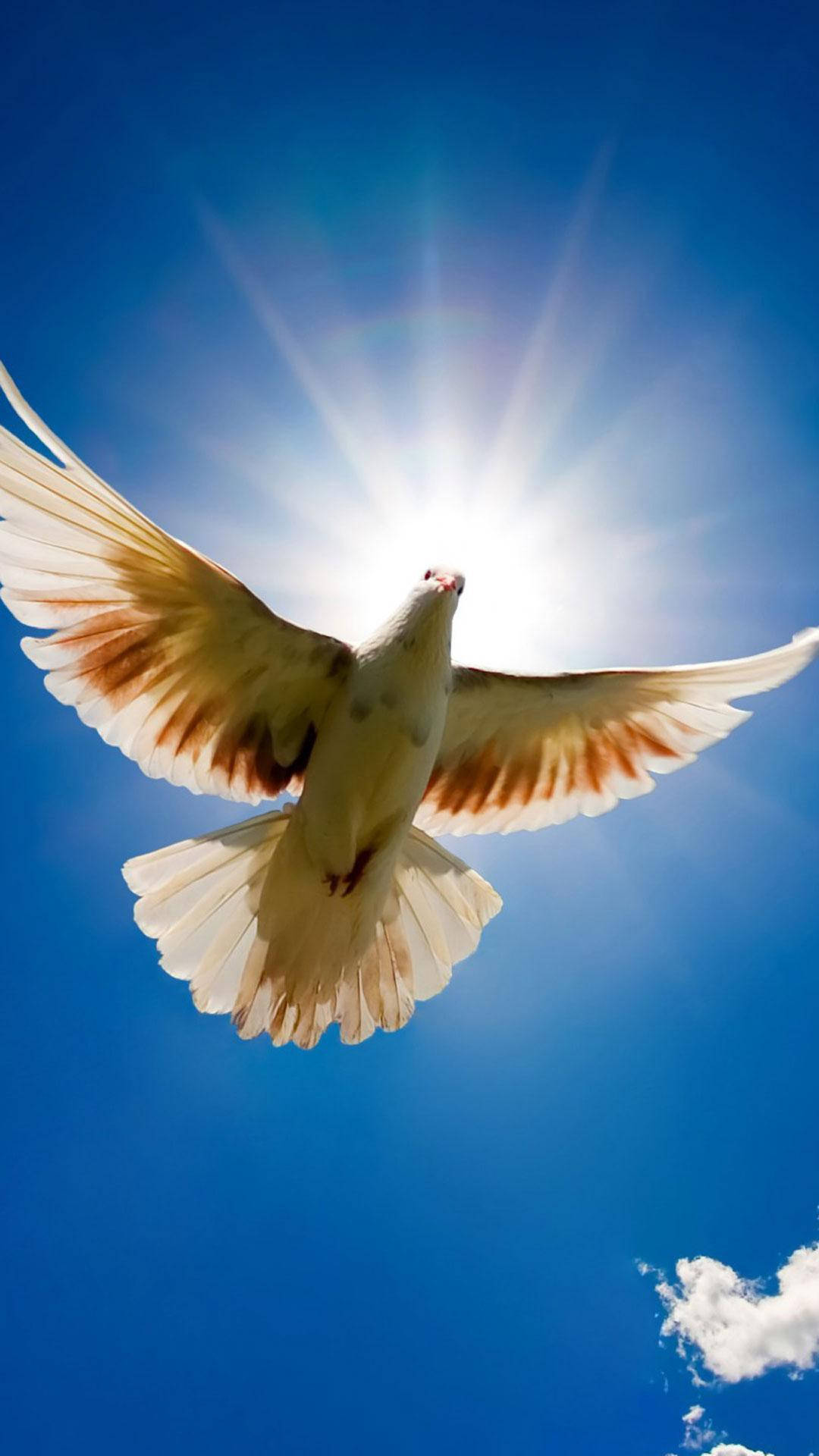 White Dove, sunburst, clear blue sky, Full HD Phone Wallpaper