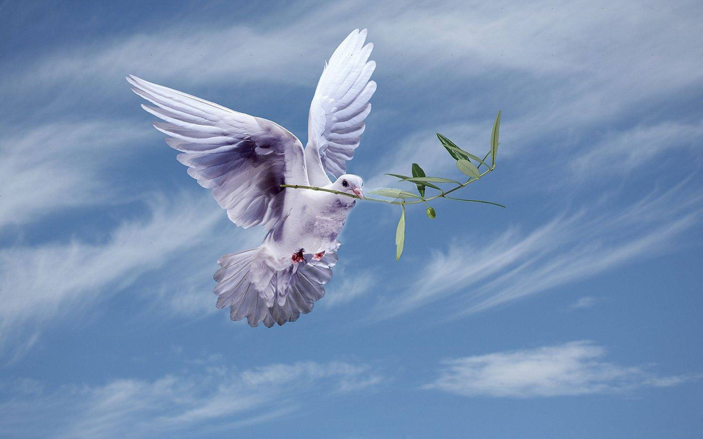 white dove, olive branch, bright blue sky, 2K Desktop Wallpaper