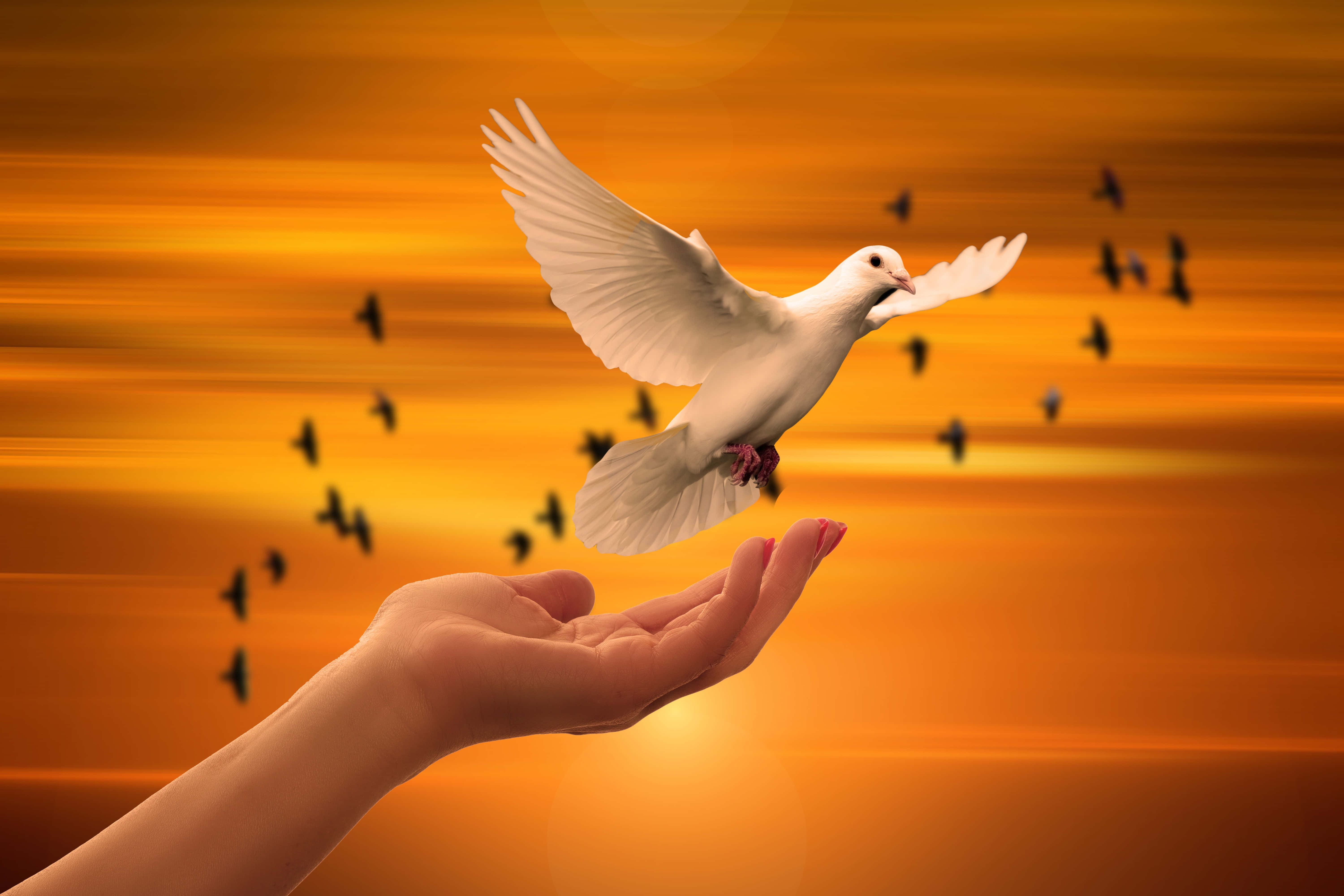 white dove, outstretched hand, radiant golden sunset sky, 5K Desktop Wallpaper