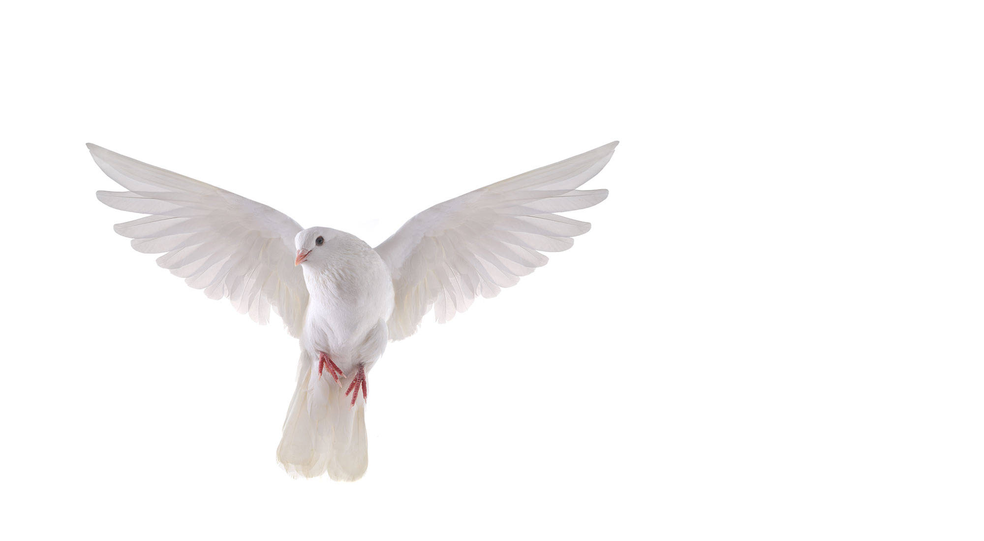 white dove, outstretched wings, pure white background, Full HD Desktop Wallpaper
