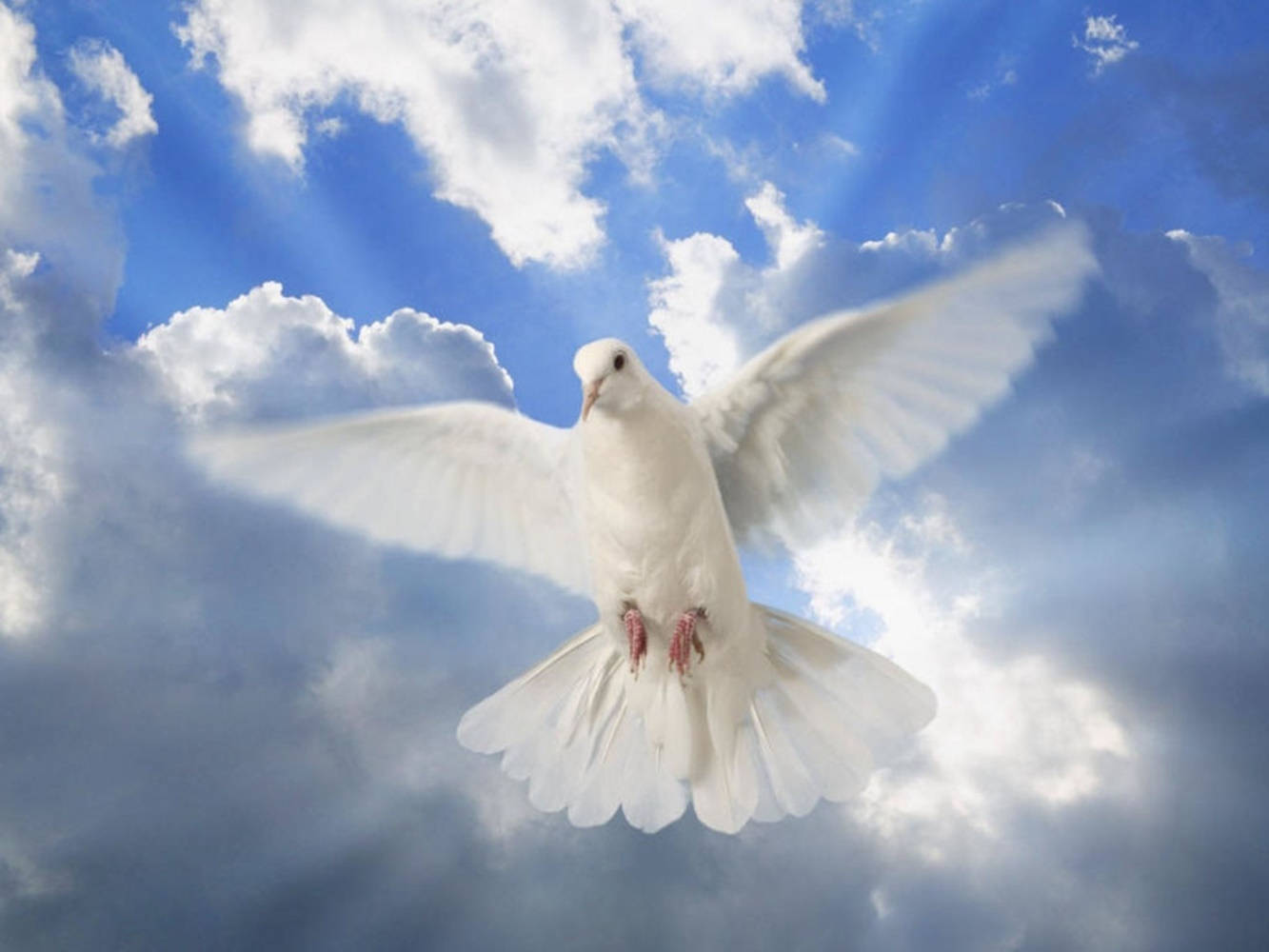 White Dove, vibrant blue sky, fluffy clouds, HD Desktop Wallpaper