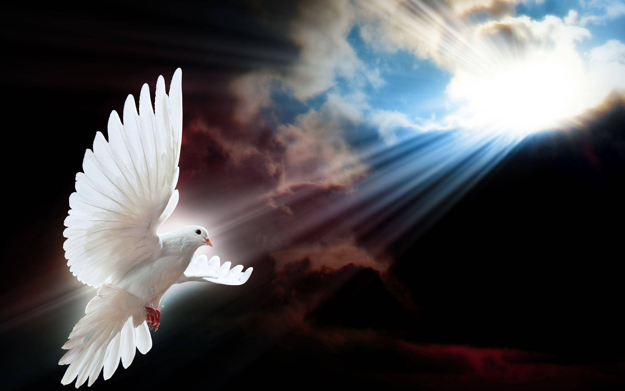 White Dove, sun, sunbeams, 2K Desktop Wallpaper