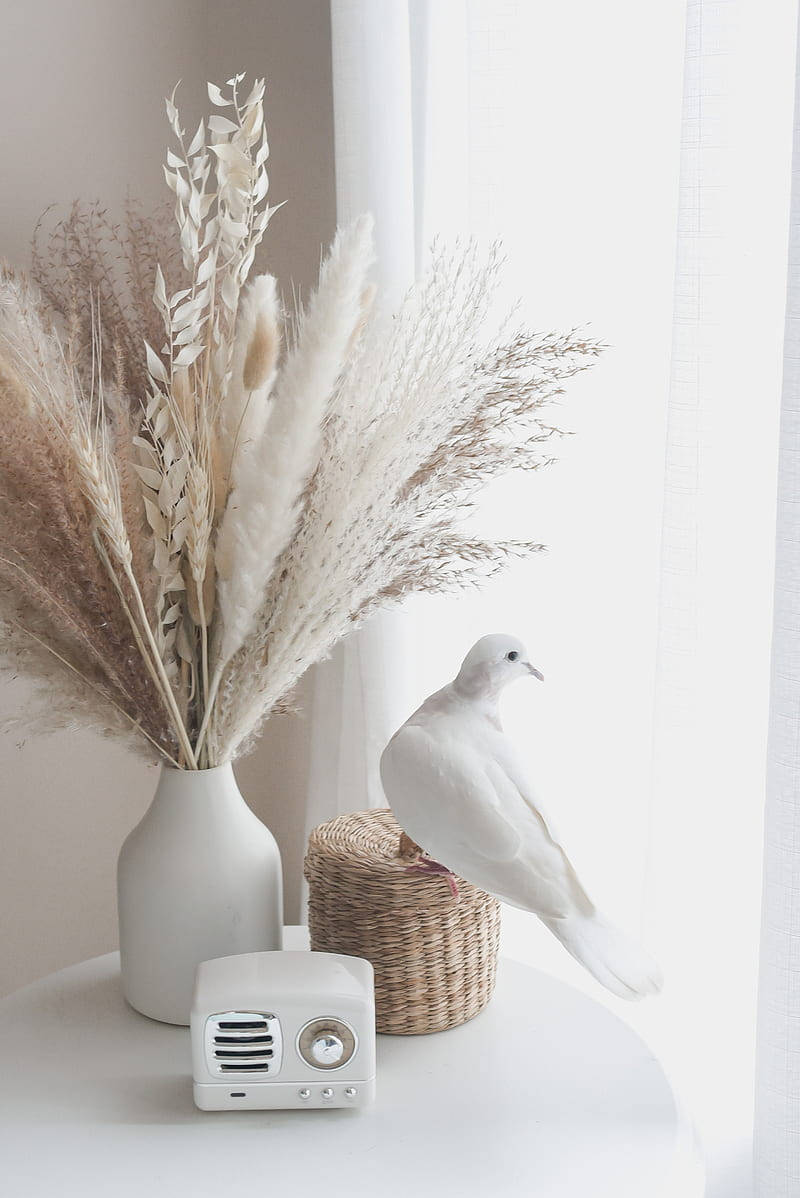 White Dove, woven basket, vase of dried pampas grass, SD Phone Wallpaper