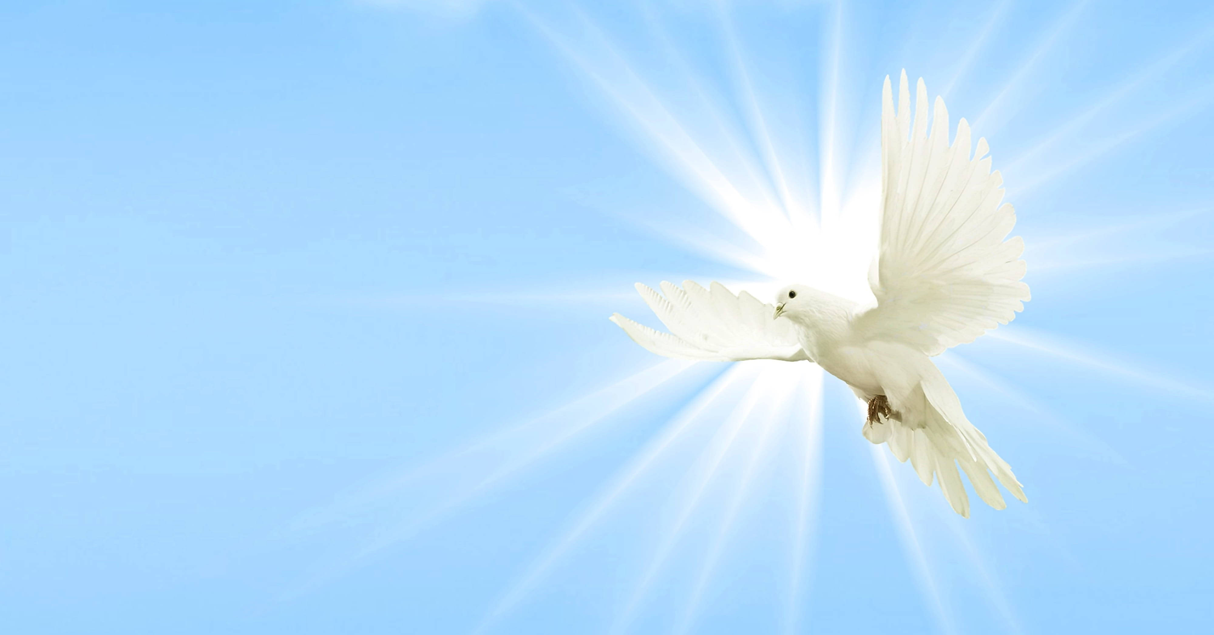 glowing white dove, bright blue sky, radiant sunbeams, 4K Desktop Wallpaper