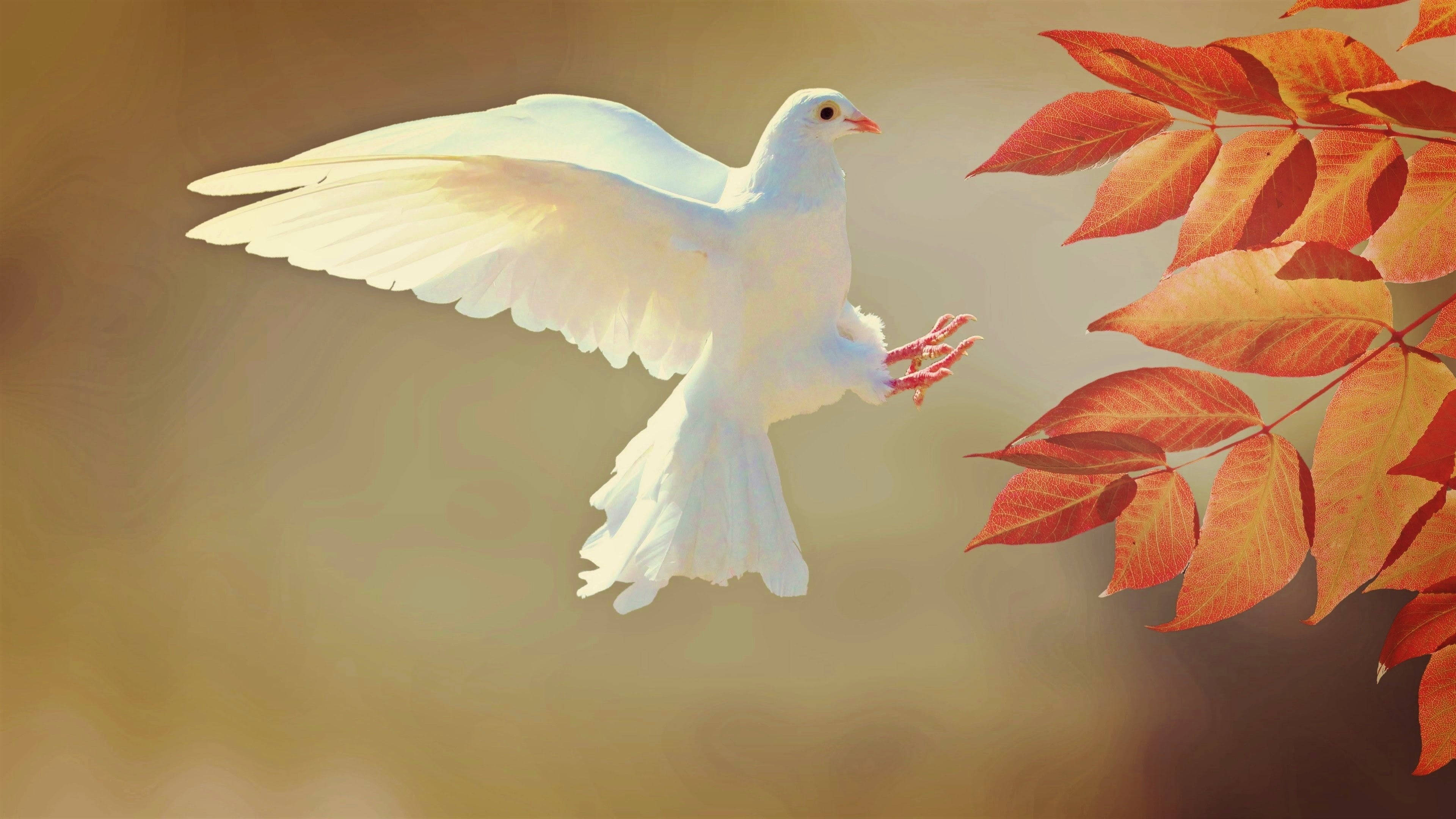 White Dove, red autumn leaves, golden backdrop, 4K Desktop Wallpaper