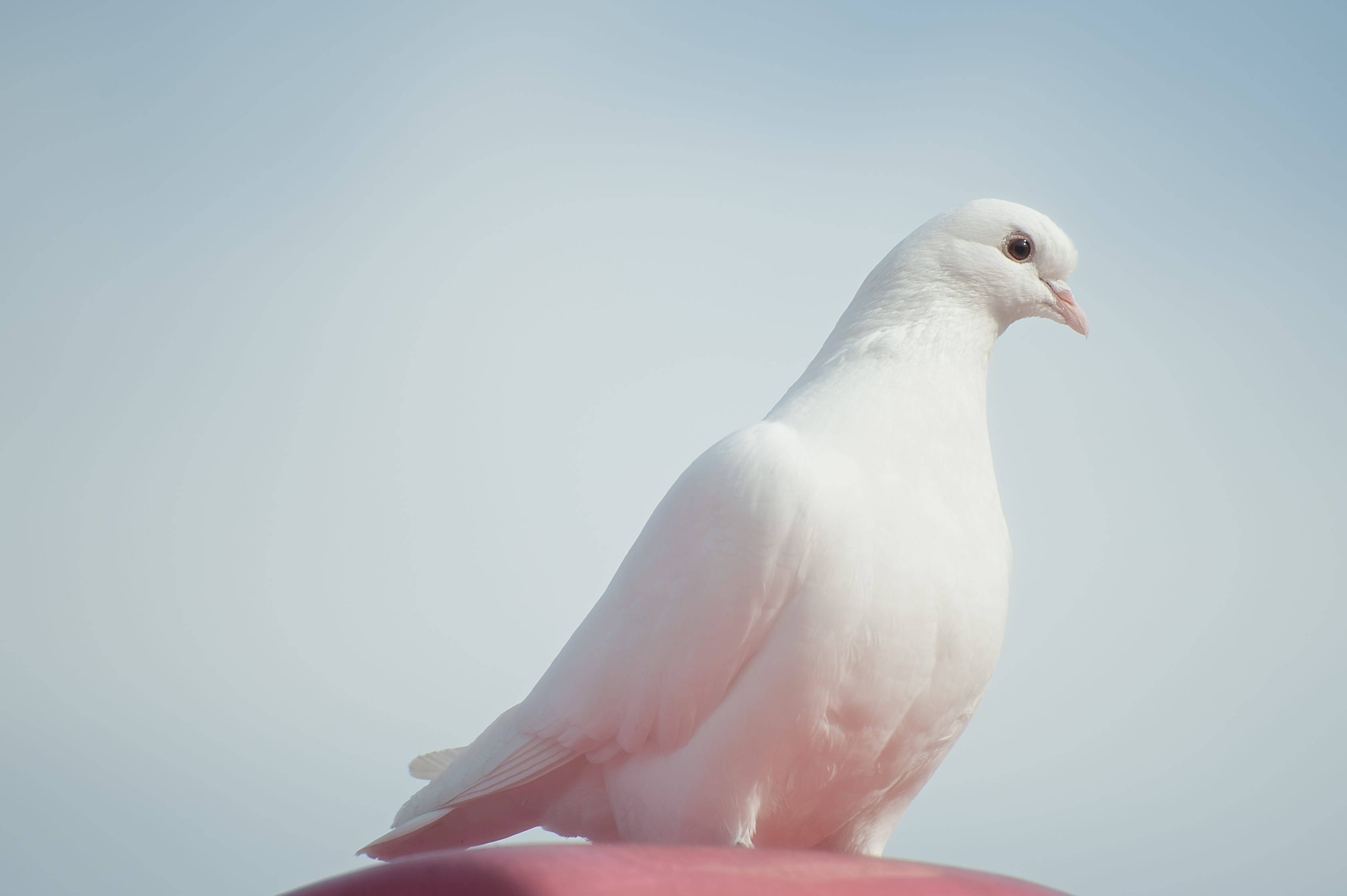 White Dove, pink surface, soft blue sky, 2K Desktop Wallpaper
