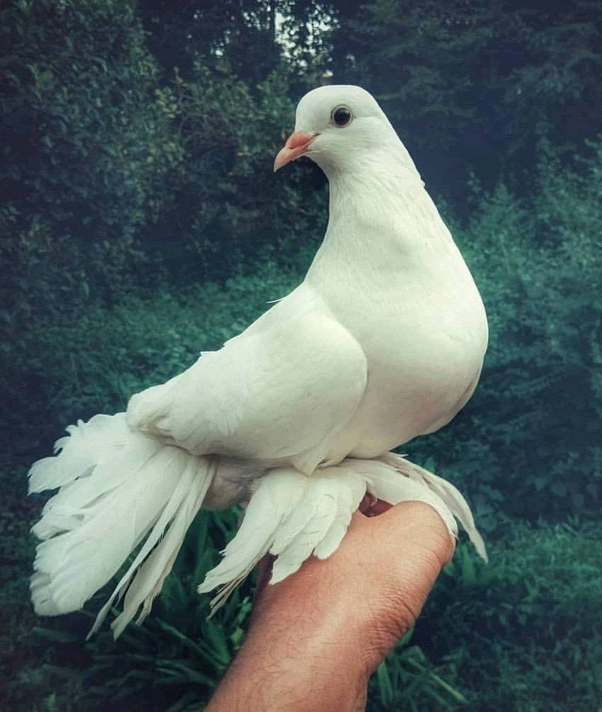 White Dove, human hand, lush green forest, SD Phone Wallpaper