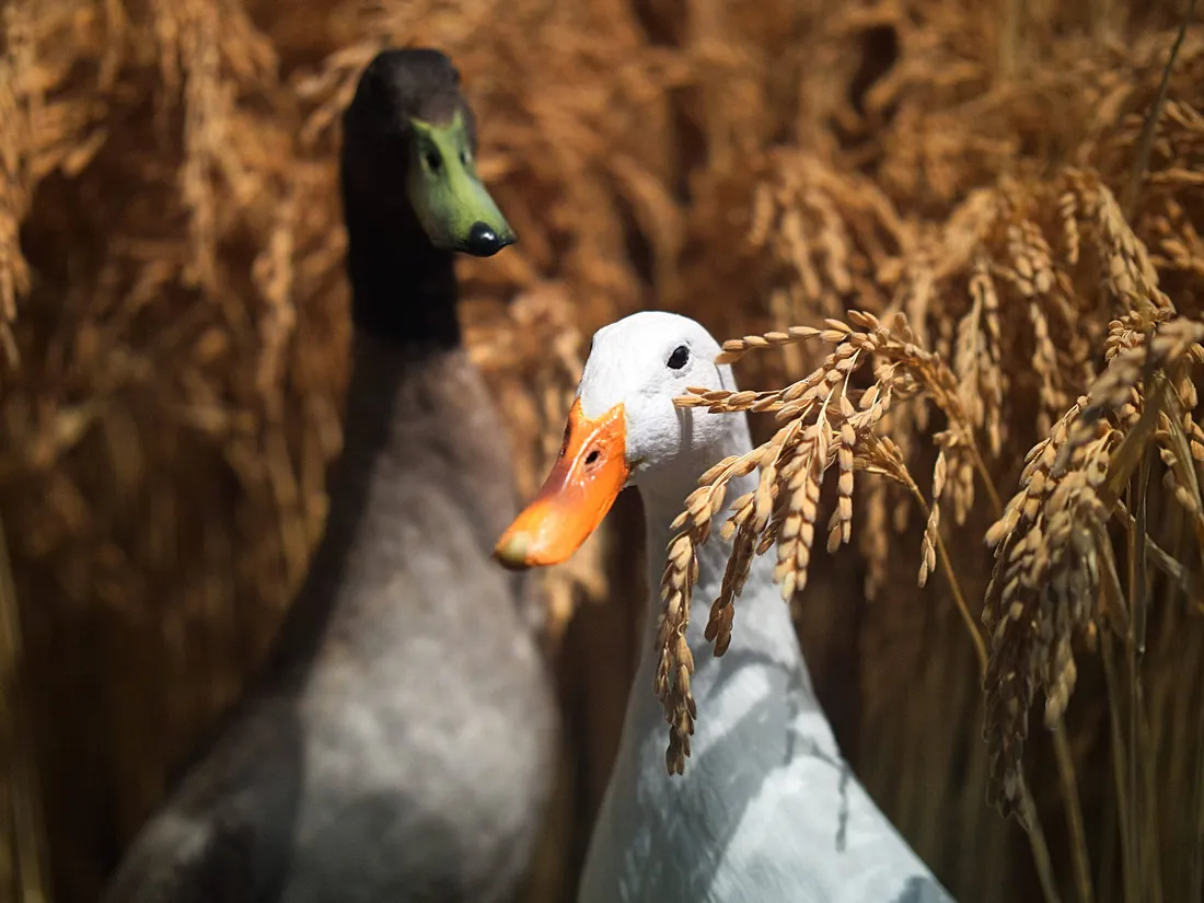 White Duck