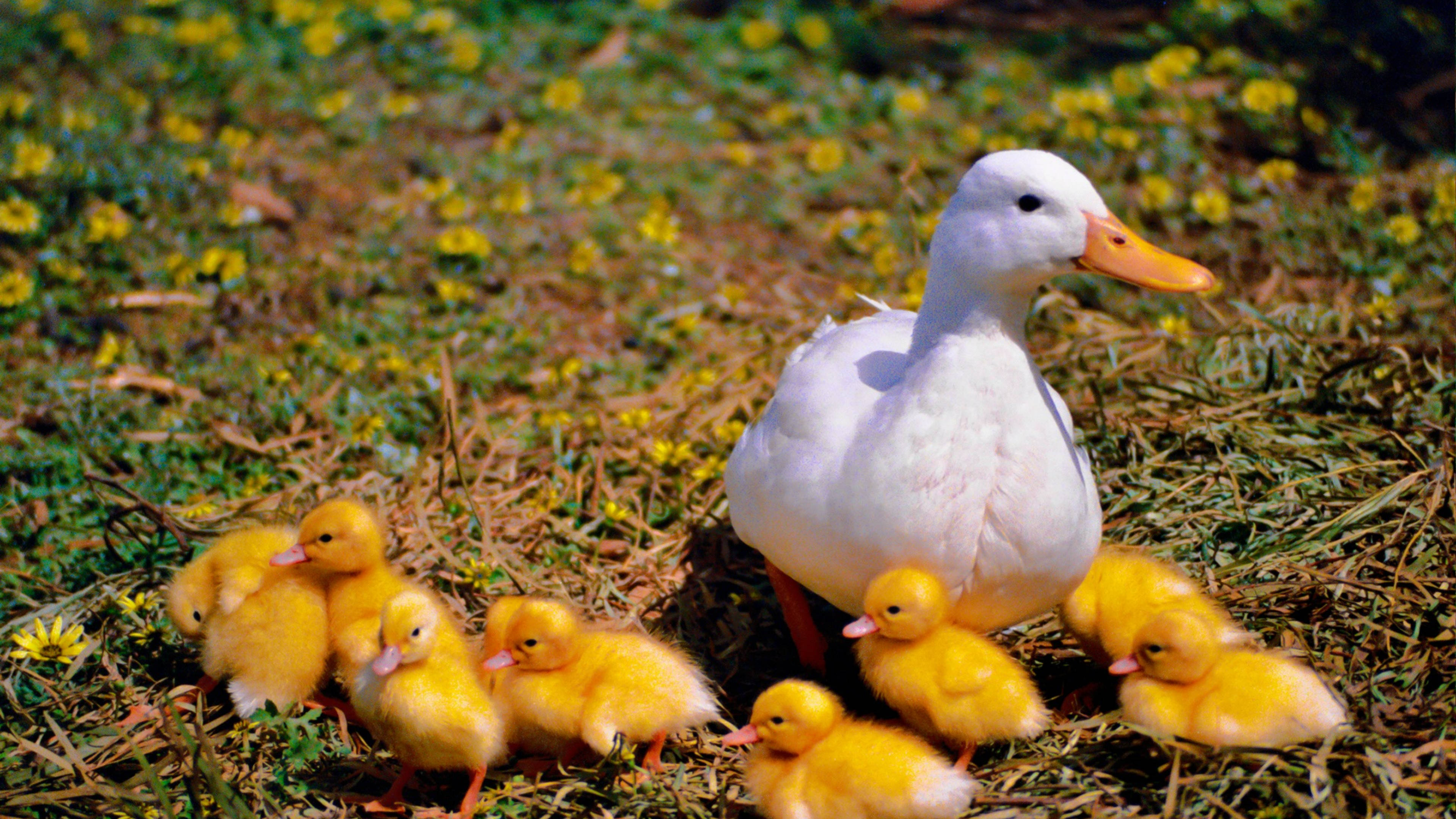 White Duck, ducklings, orange beak, 4K Desktop Wallpaper