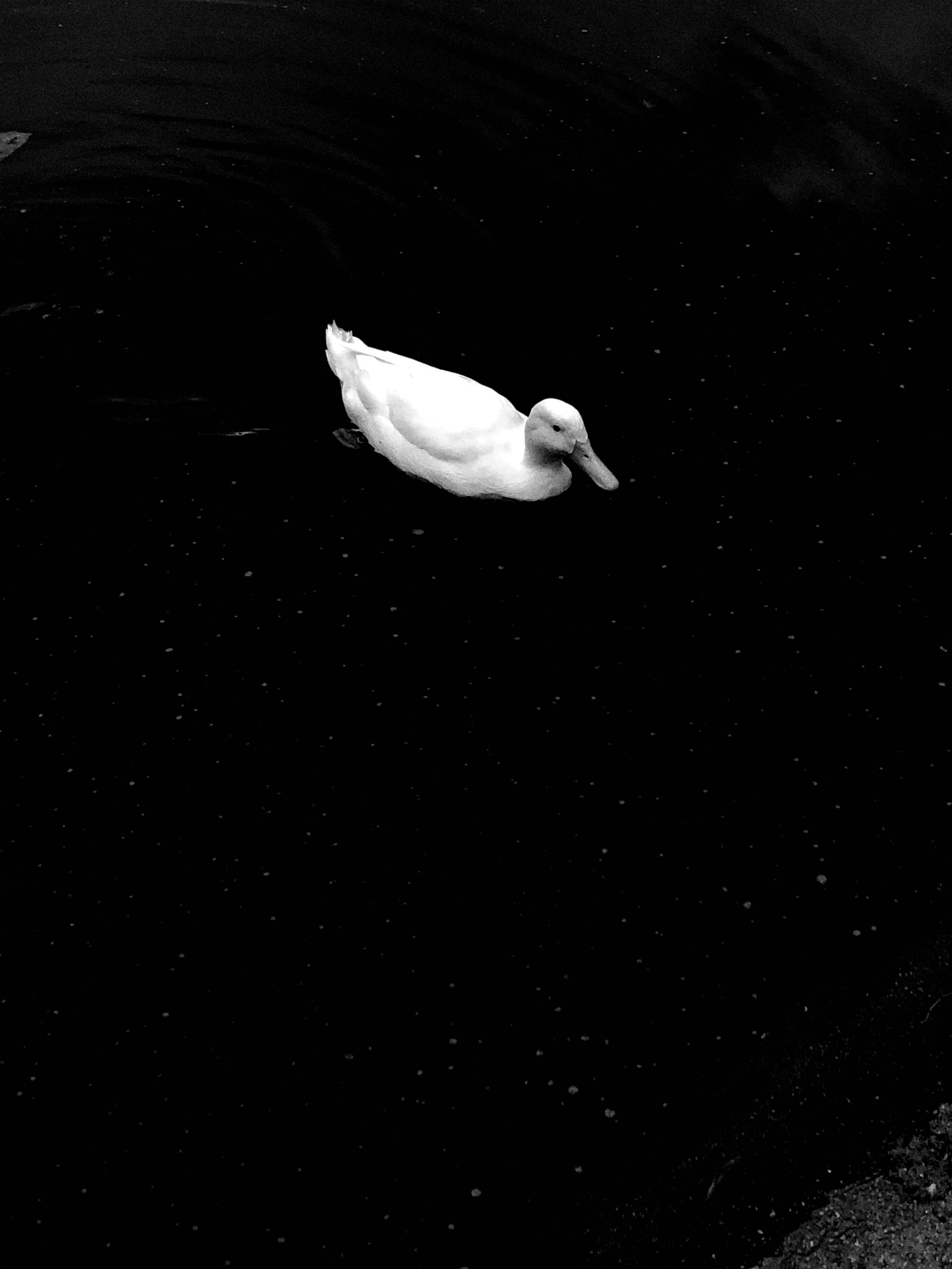 White Duck, inky black water, stark monochrome lighting, 4K Phone Wallpaper