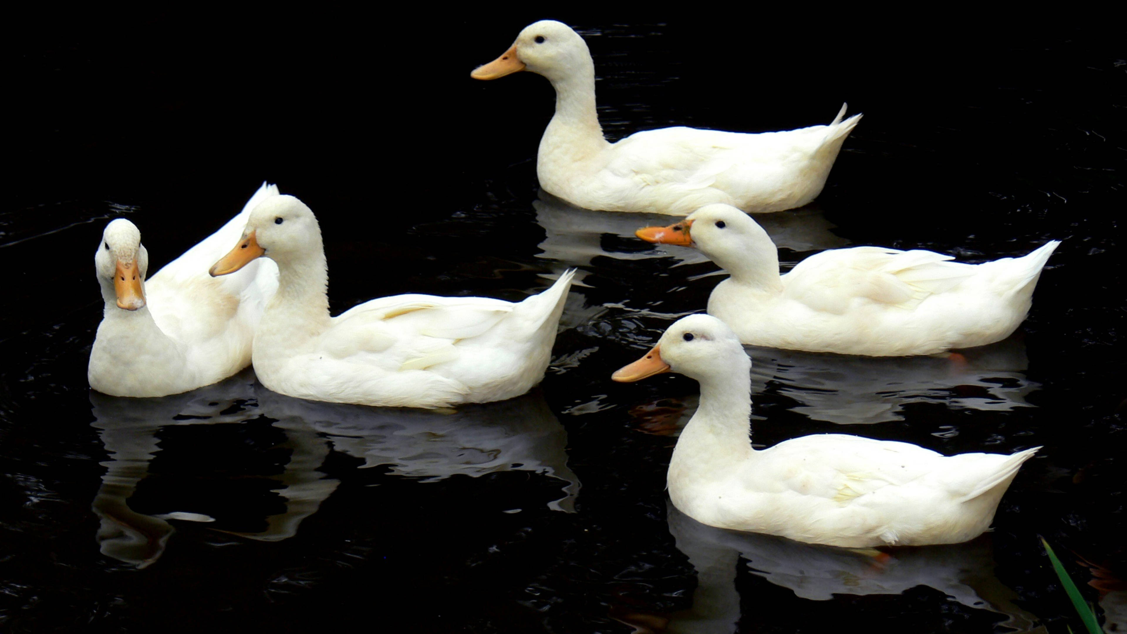 white ducks, orange beaks, dark water, 4K Desktop Wallpaper