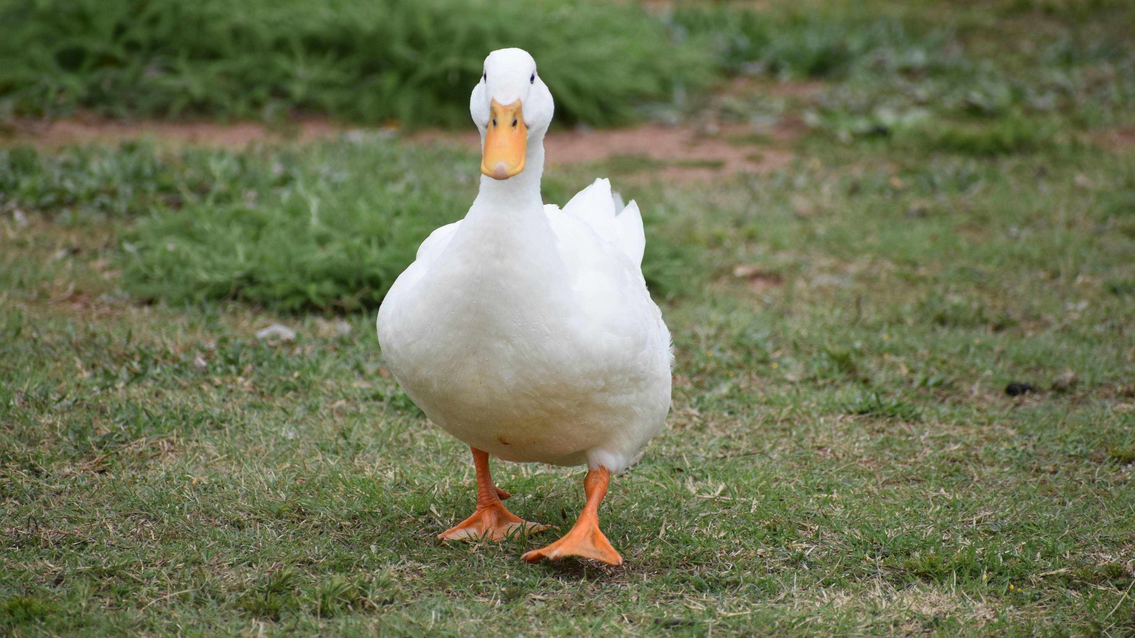 Walking White Duck, fluffy white duck, green grass, 4K Desktop Wallpaper