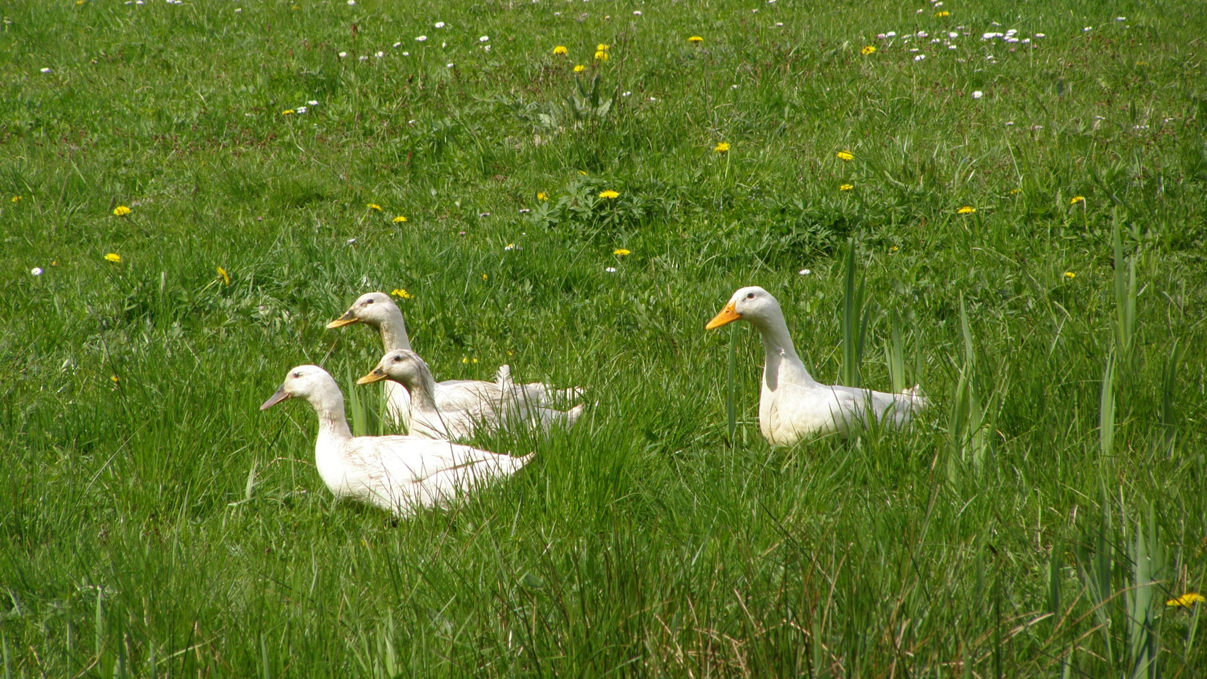 white ducks, orange beaks, tall green grass, 4K Desktop Wallpaper