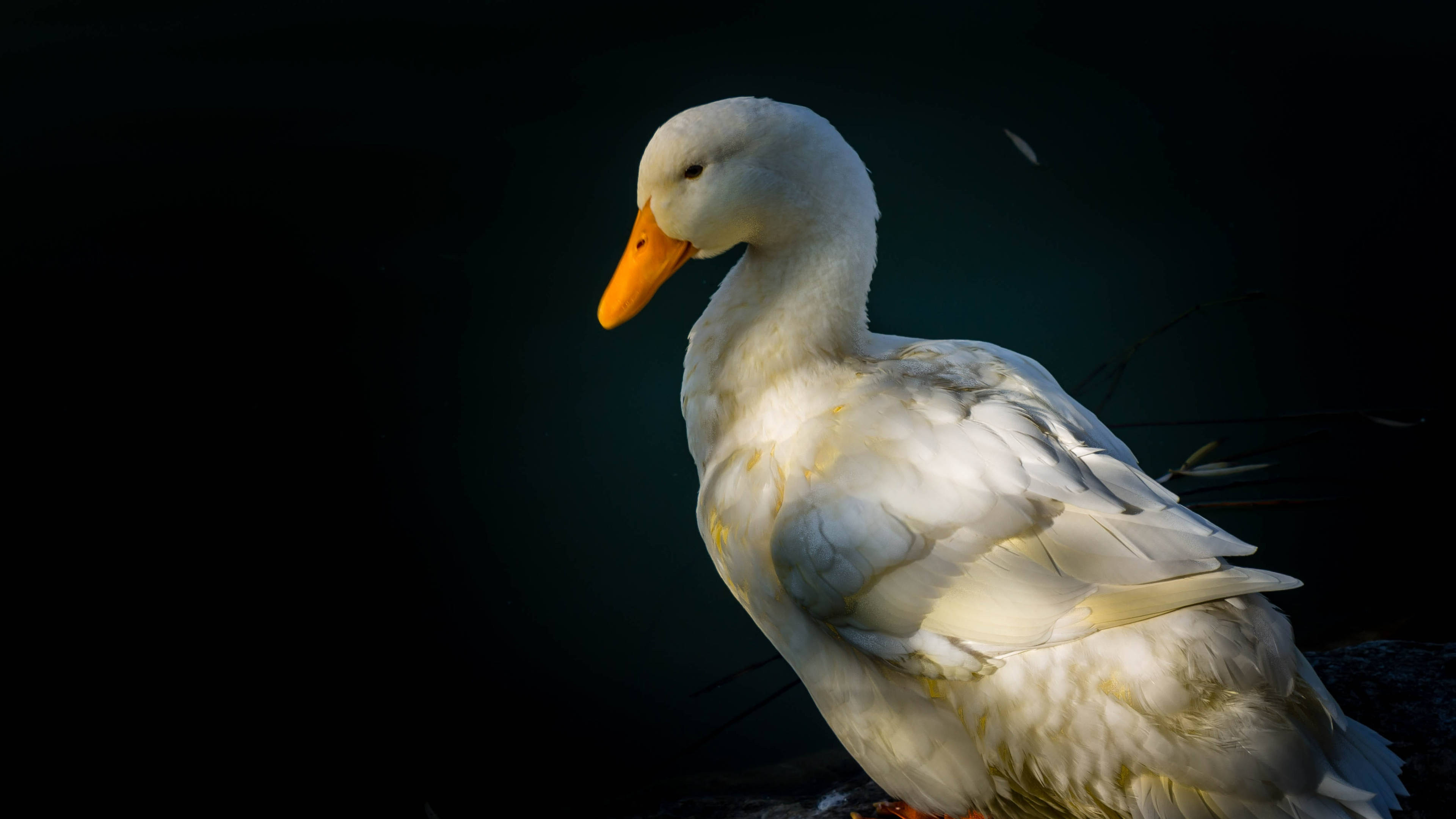 White Duck, orange beak, soft light, 4K Desktop Wallpaper