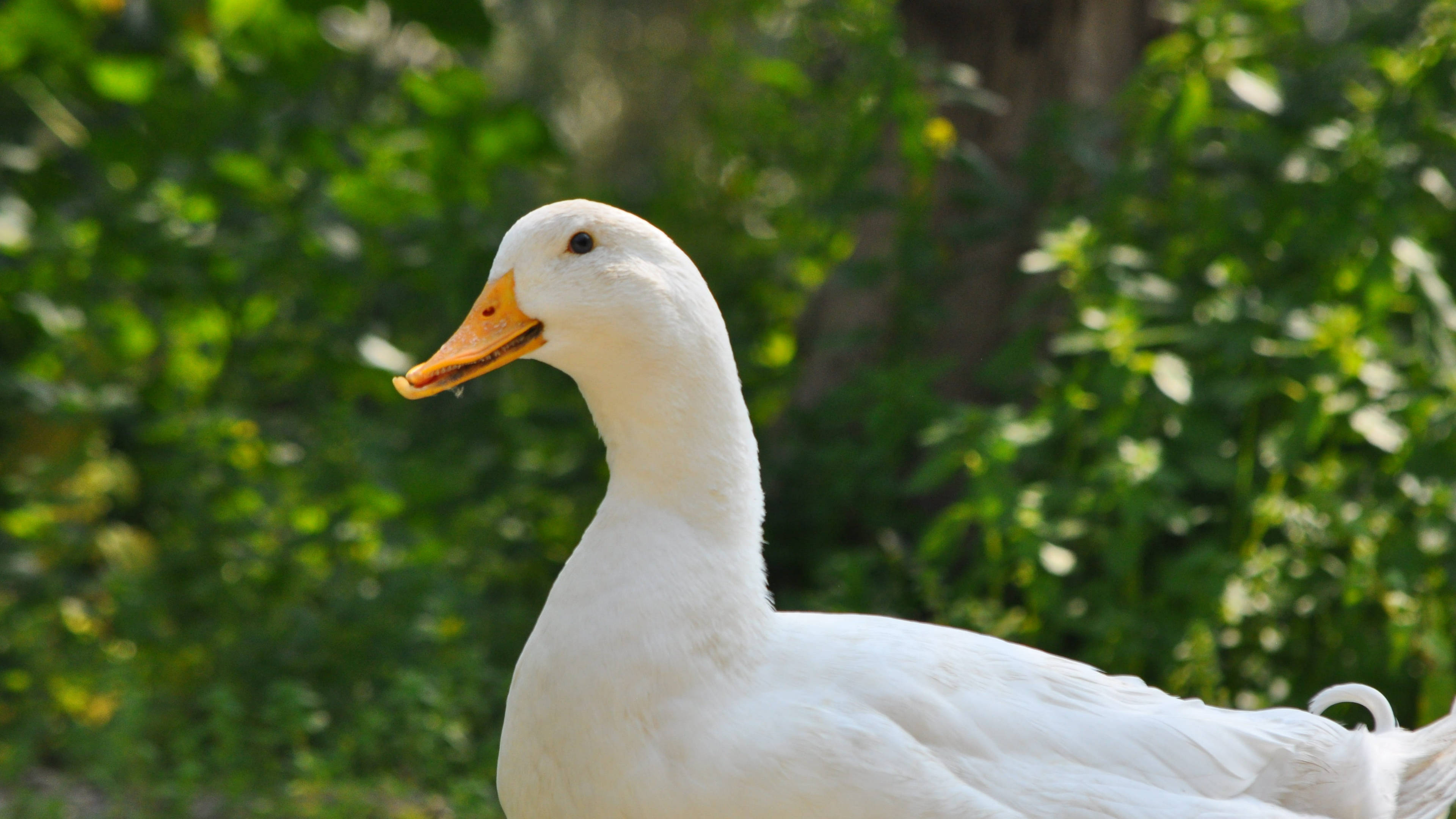 White Duck, orange beak, bright sunlight, 4K Desktop Wallpaper