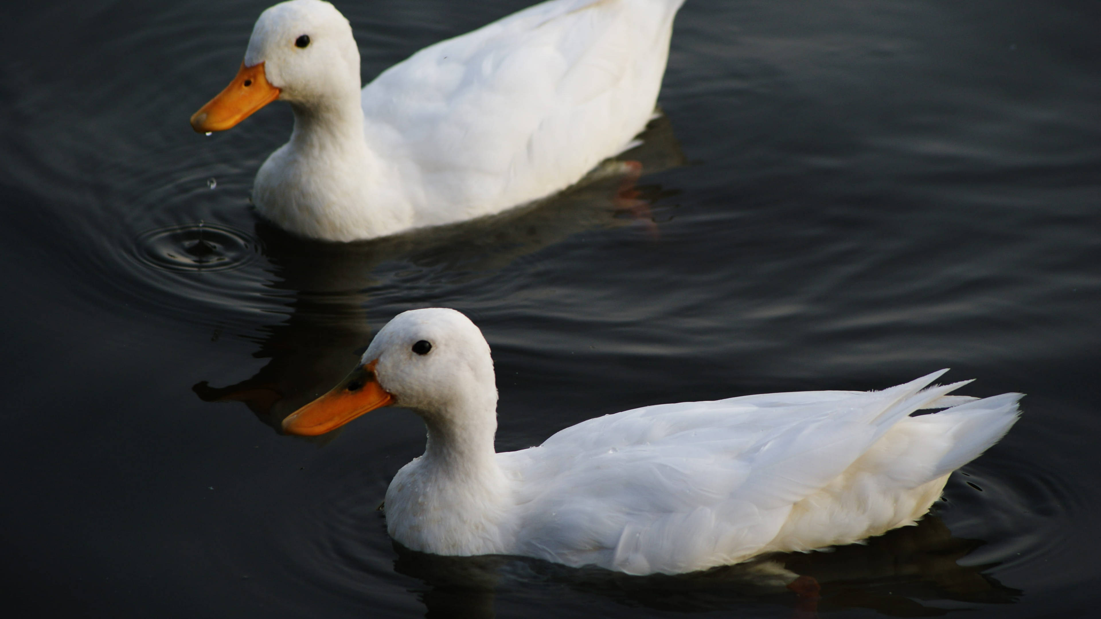 white ducks, orange beaks, dark water, 4K Desktop Wallpaper