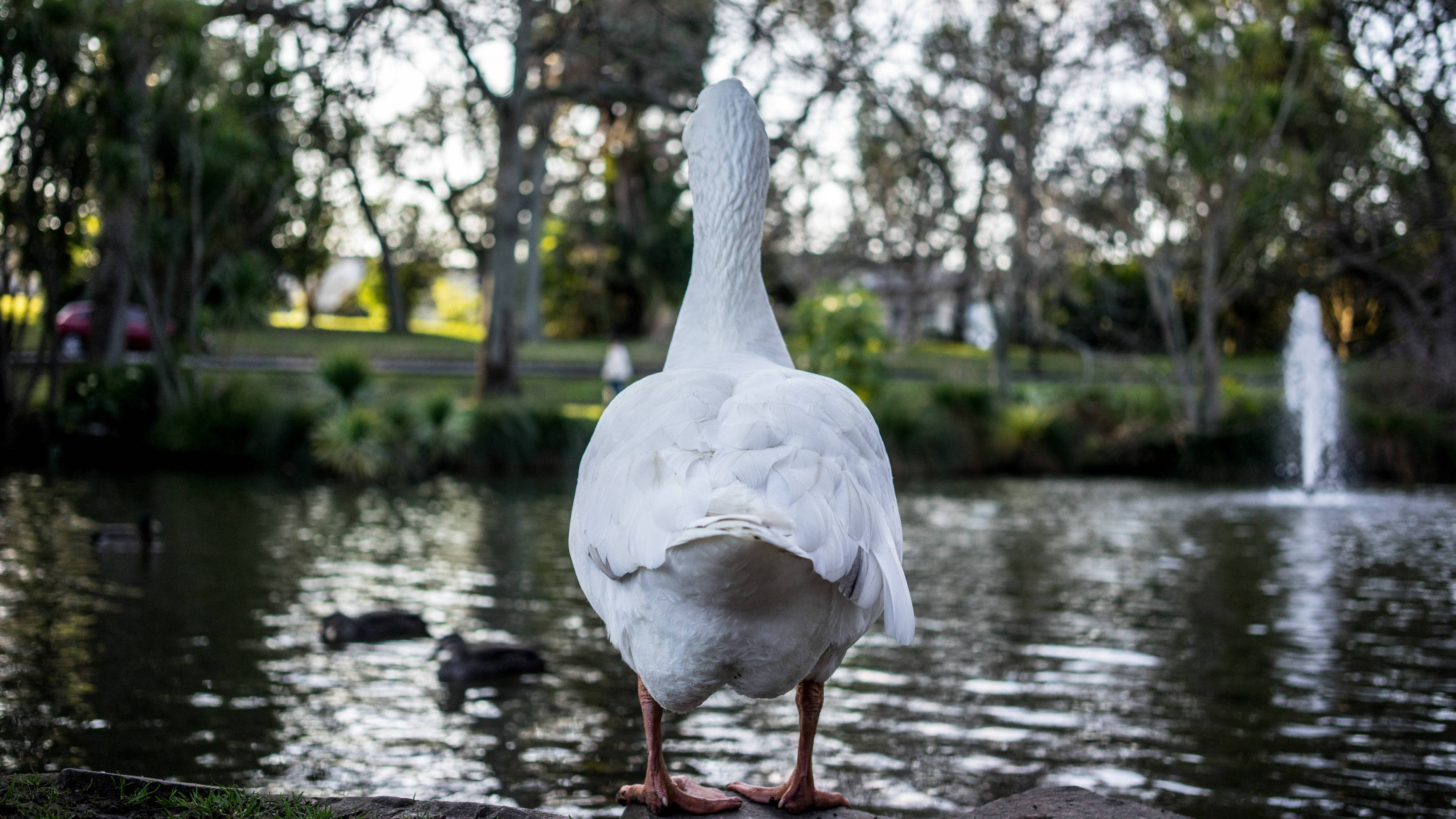White Duck, pond's edge, fountain, 4K Desktop Wallpaper