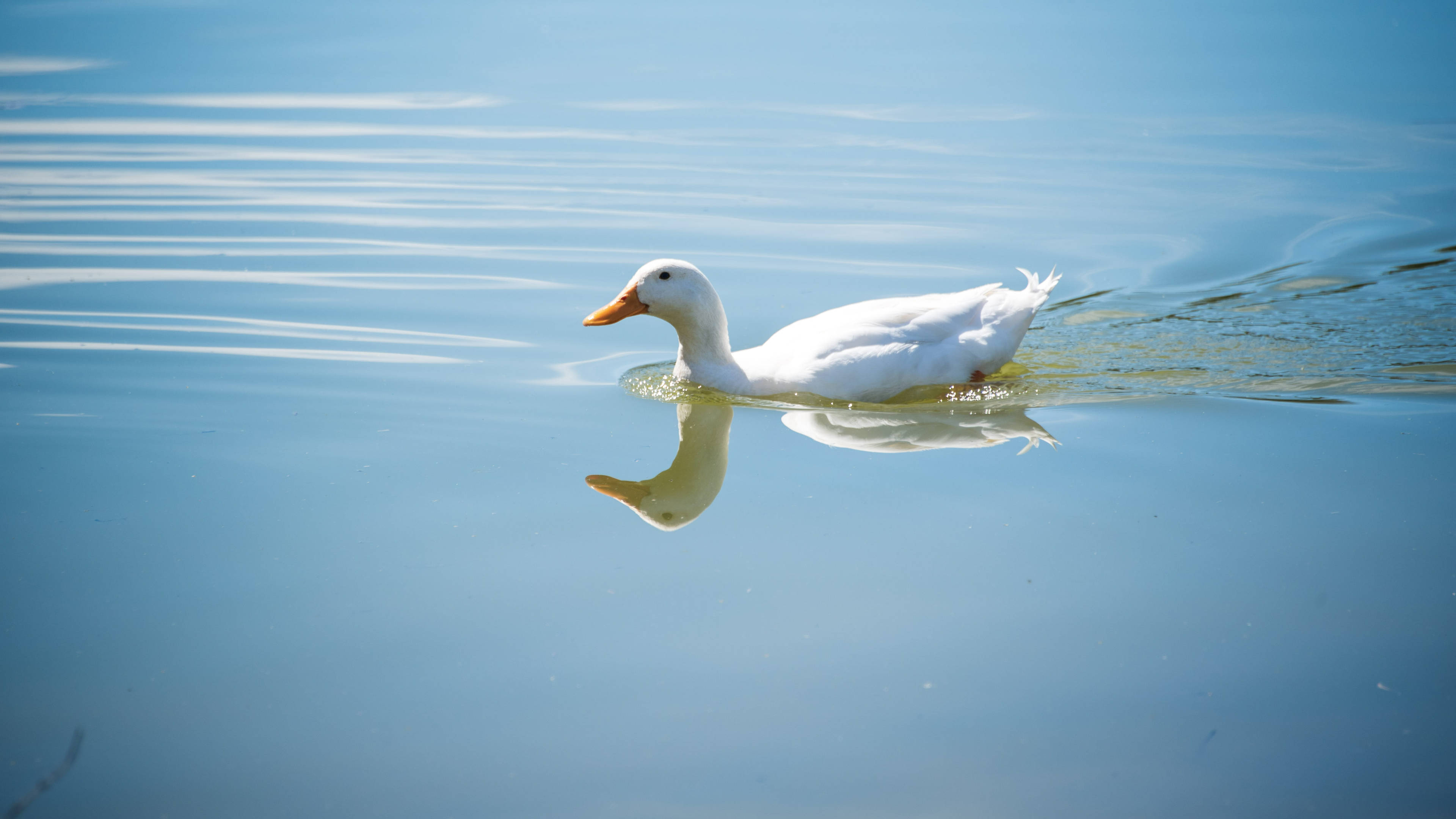 White Duck, blue lake, tranquil blue water, 4K Desktop Wallpaper