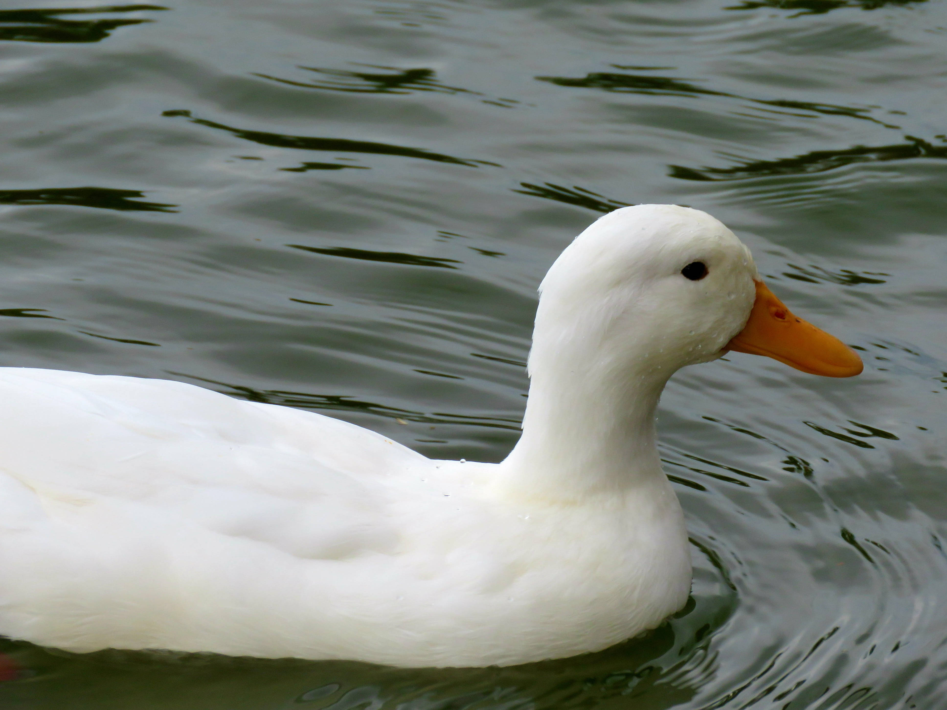 White Duck, orange beak, rippling greenish water, 4K Desktop Wallpaper