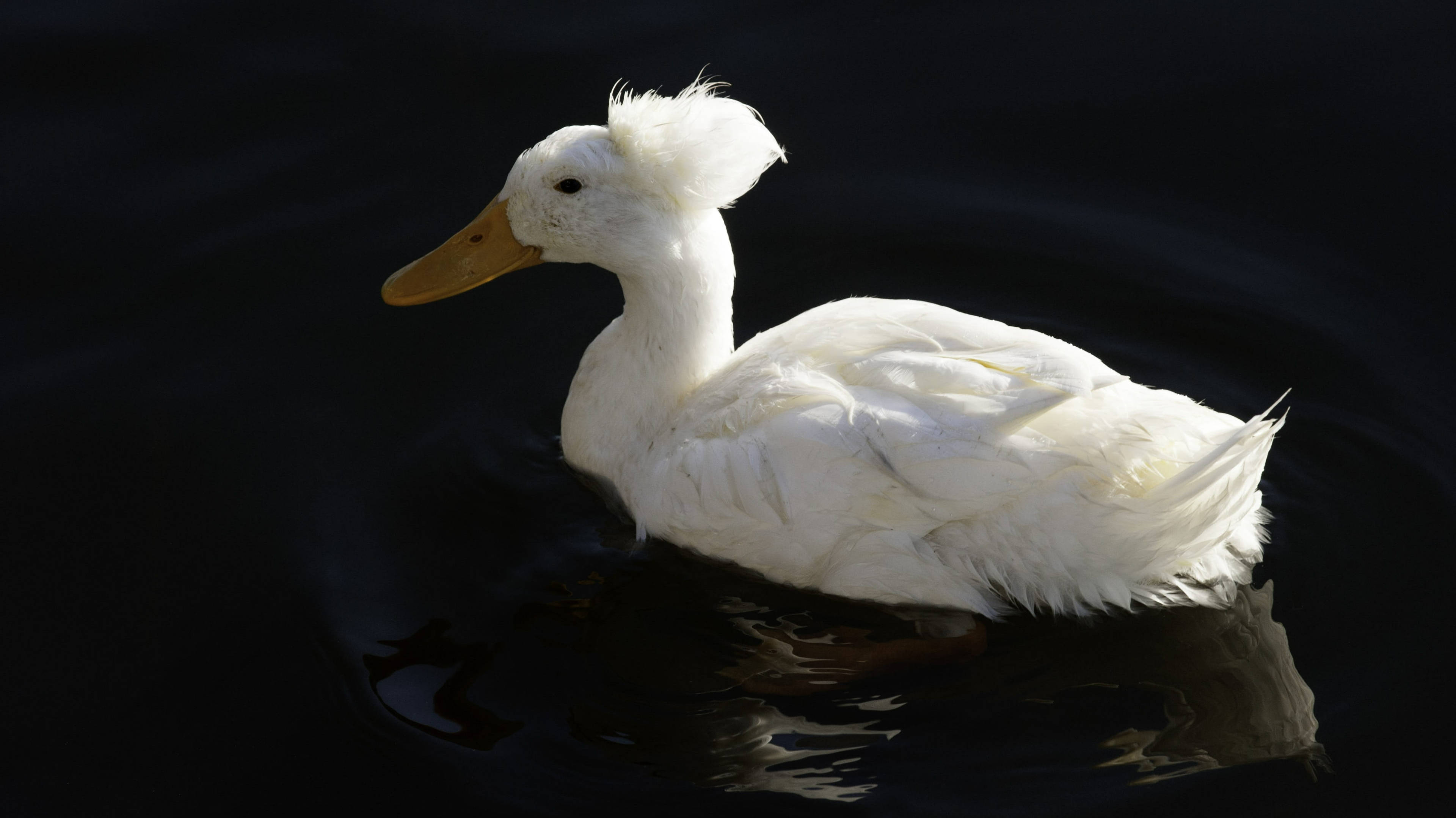 floating crested white duck, pristine white duck, tufted crest, 4K Desktop Wallpaper